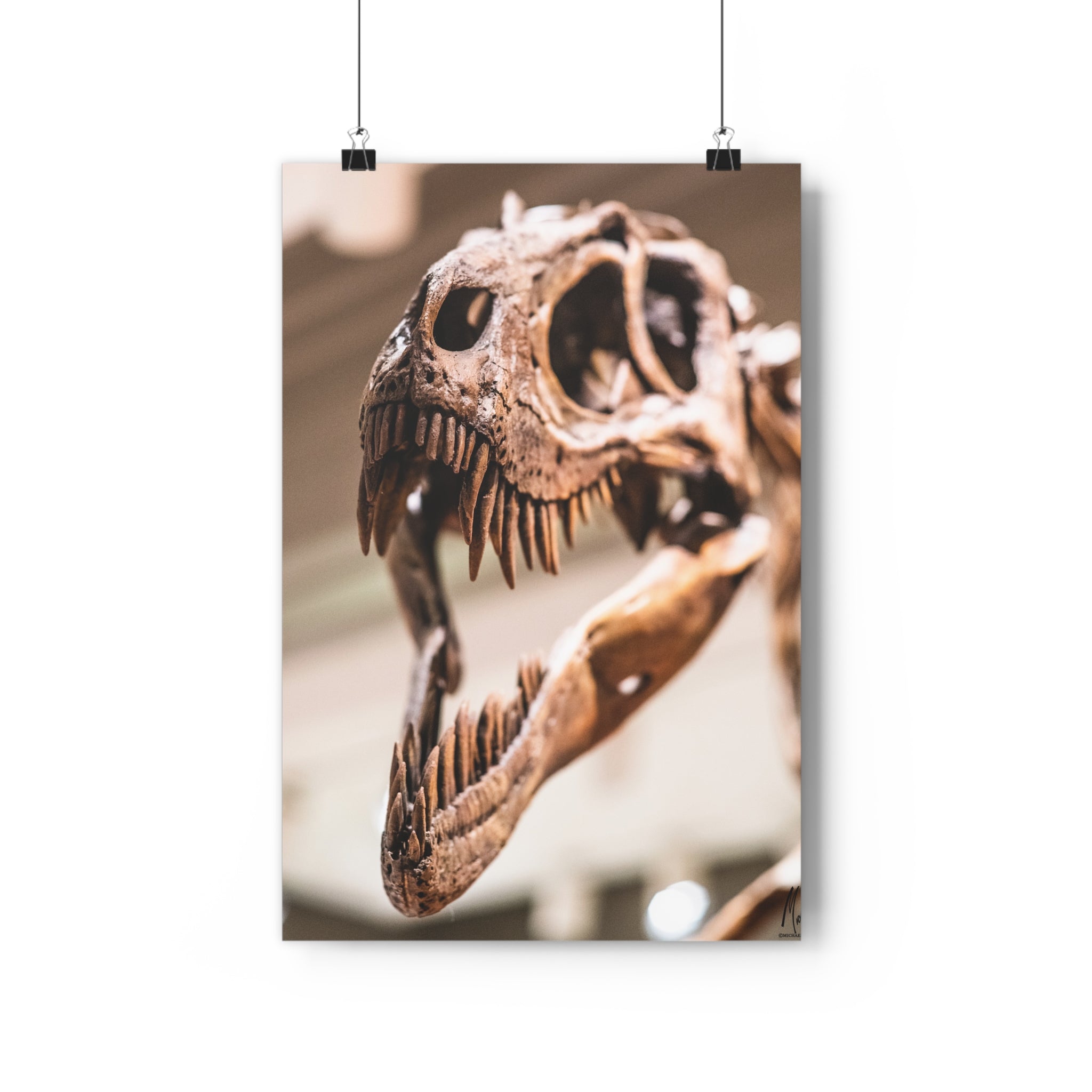 Allosaurus Skull Giclée Art Print — High-Angle Prehistoric Fossil Wall Art by autistic photographer at Carnegie Museum of Natural History, Pittsburgh, Pennsylvania