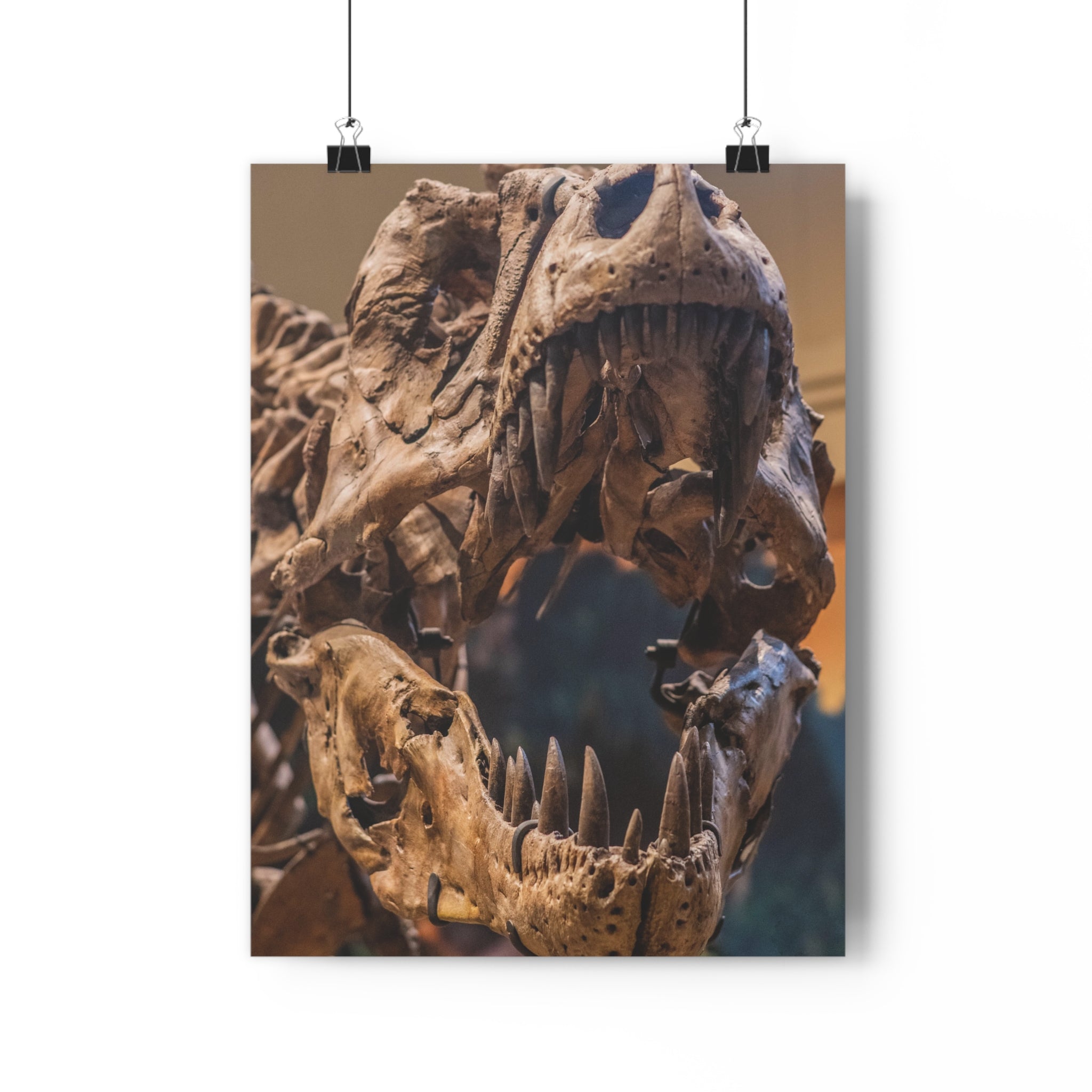Tyrannosaurus Rex Skull Giclée Art Print — High-Angle Prehistoric Fossil Wall Art by autistic photographer at Carnegie Museum of Natural History, Pittsburgh, Pennsylvania