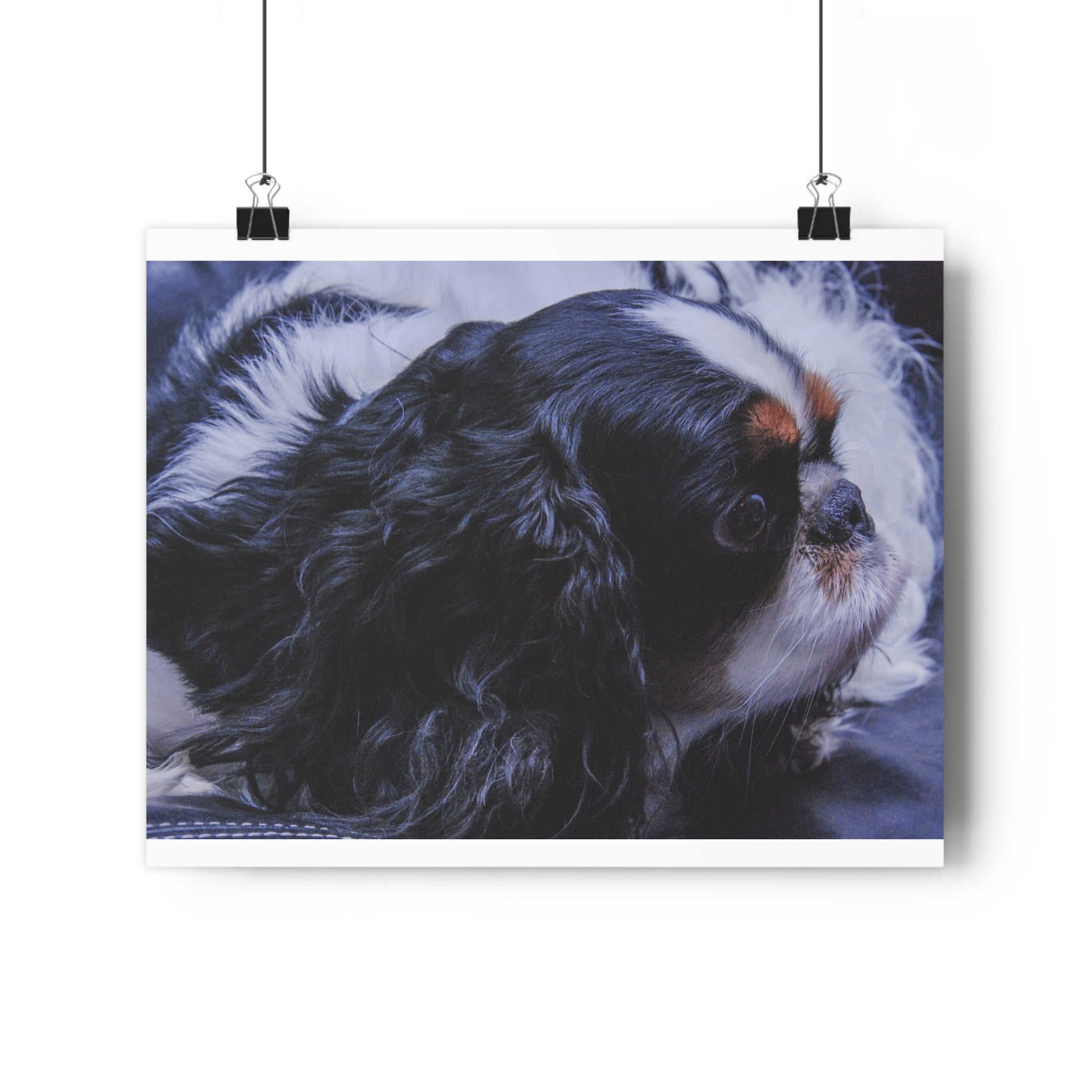 Tri-Color King Charles Spaniel / English Toy Spaniel Giclée Art Print — Fine Art Dog Portrait by autistic photographer