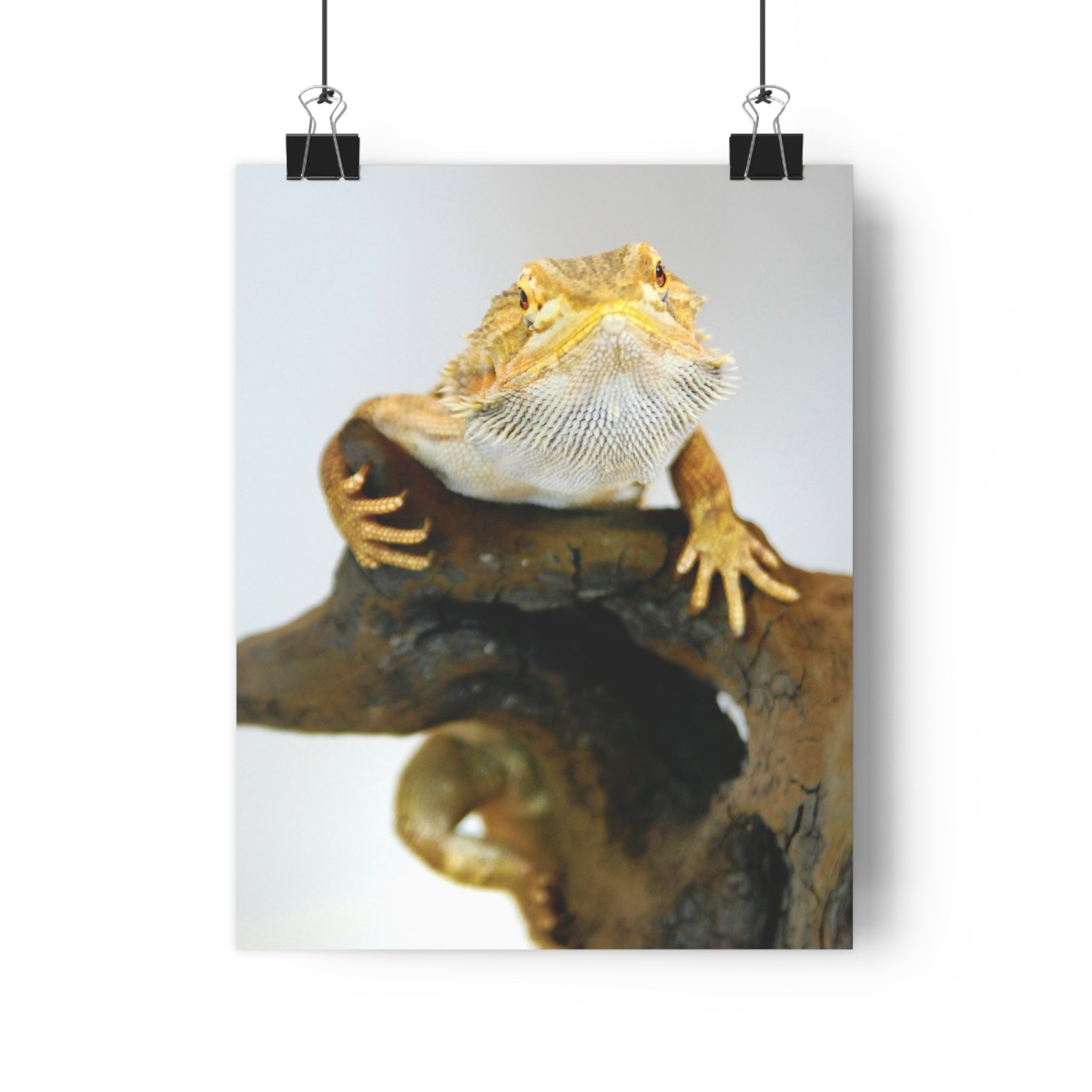 Bearded Dragon Giclée Art Print — Museum-Grade Reptile Wall Art by autistic photographer