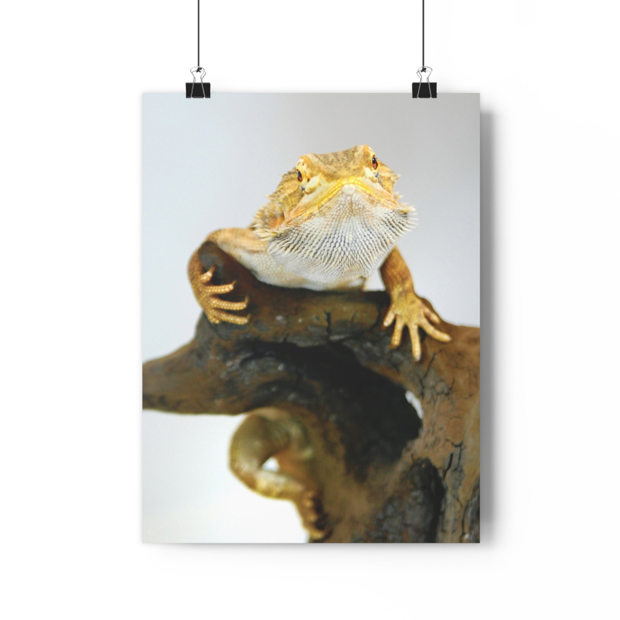 Bearded Dragon Giclée Art Print — Museum-Grade Reptile Wall Art by autistic photographer