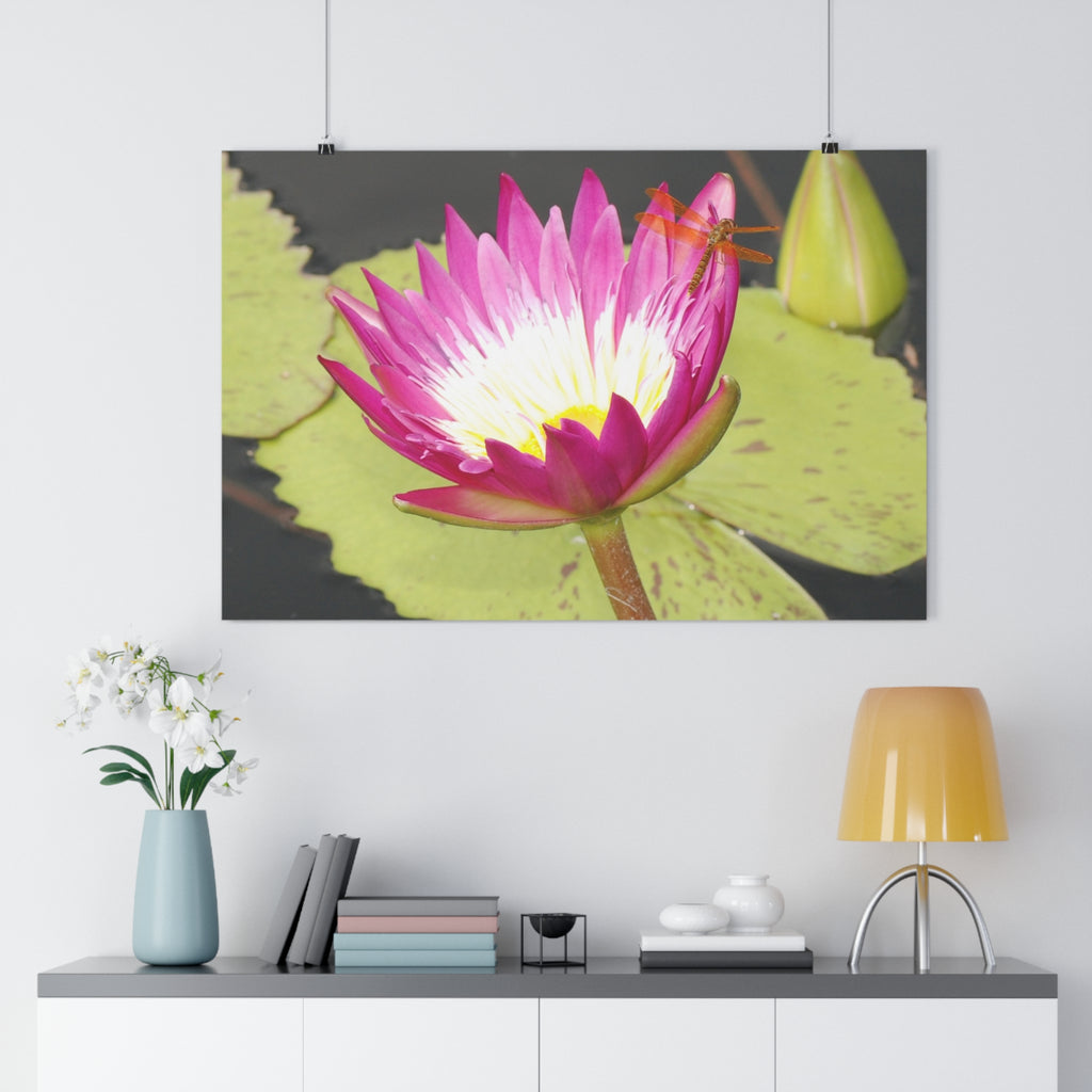 Water Lily & Dragonfly Giclée Art Print — 'Quiet Confidence' Museum-Quality Floral Photography