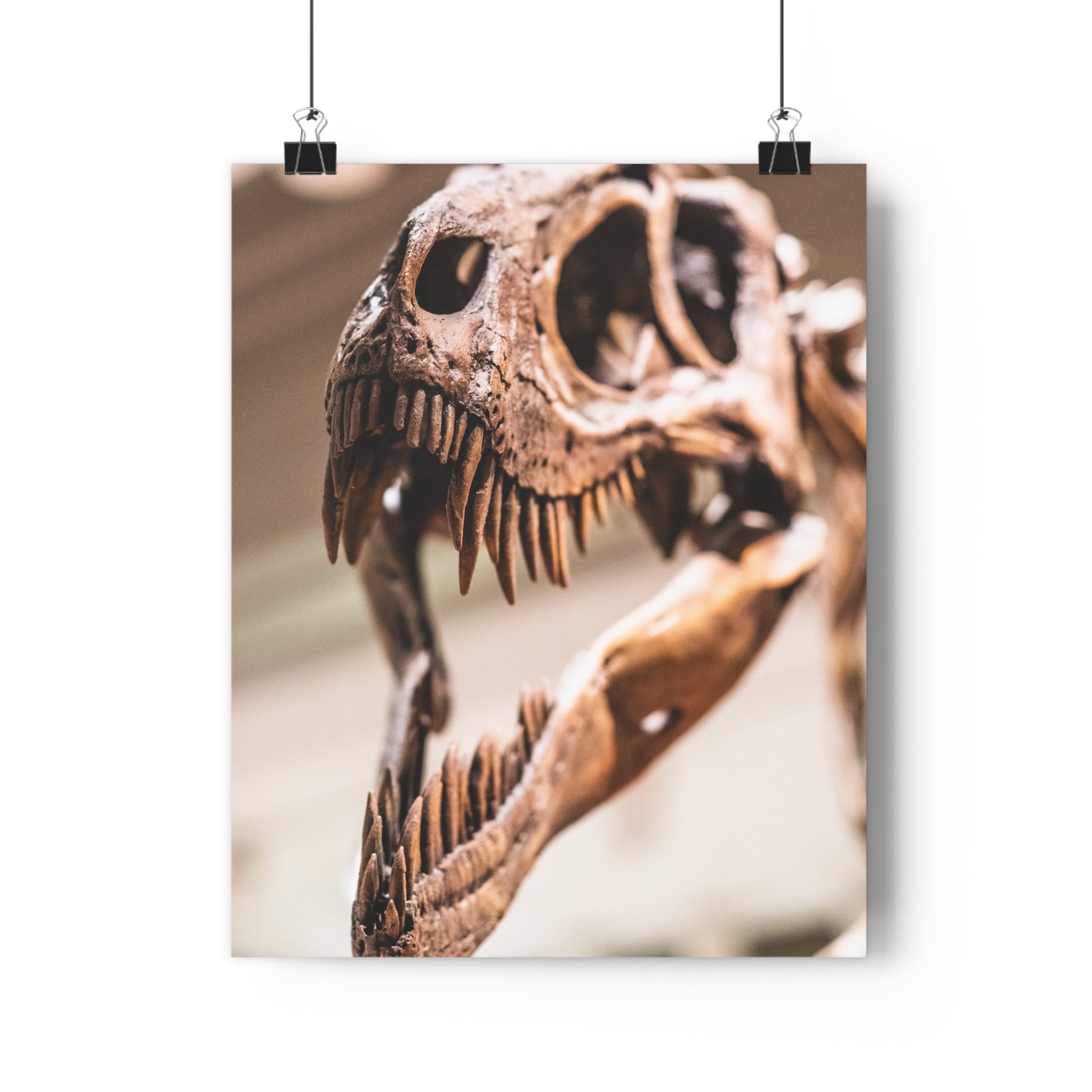 Allosaurus Skull Giclée Art Print — High-Angle Prehistoric Fossil Wall Art by autistic photographer at Carnegie Museum of Natural History, Pittsburgh, Pennsylvania