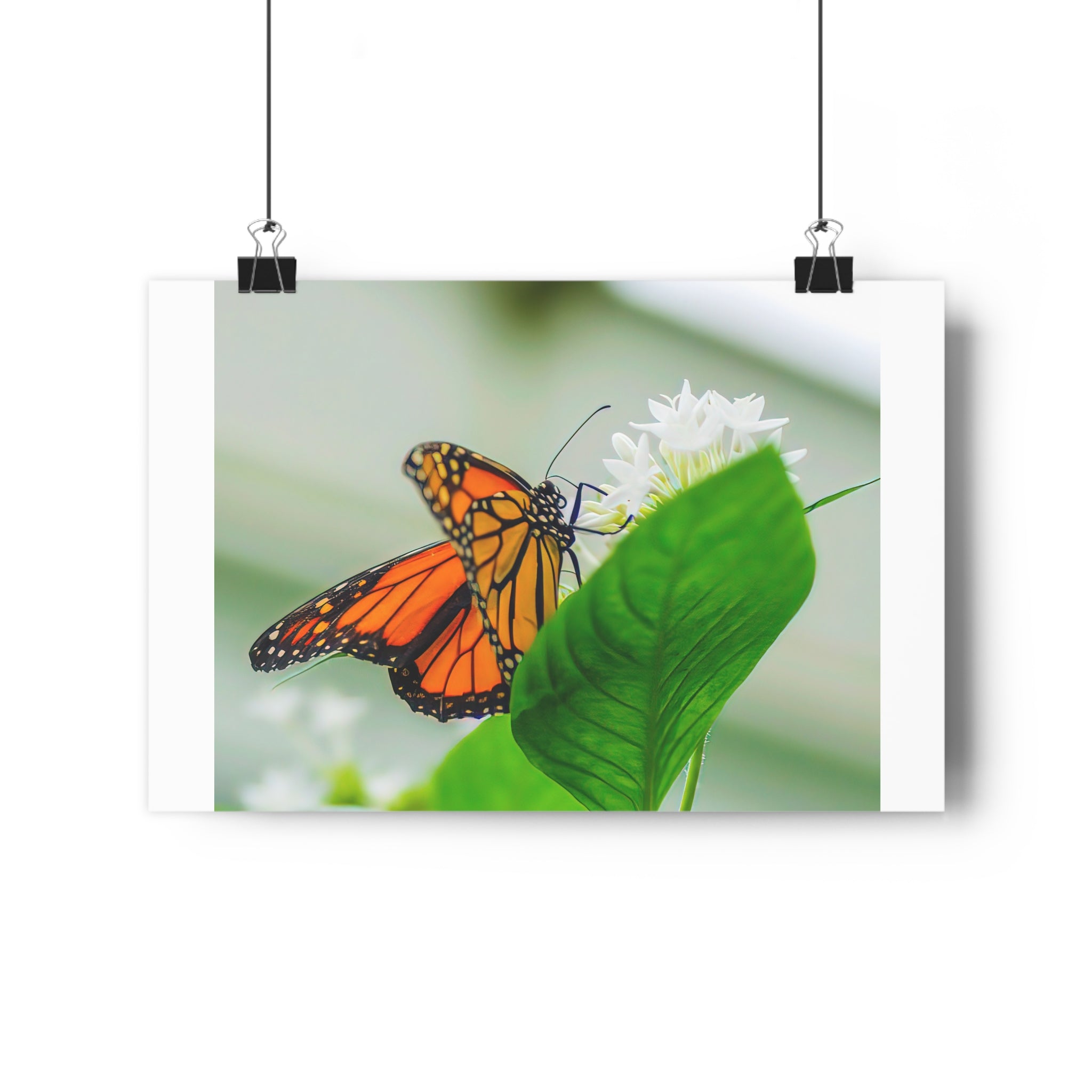 Monarch on White Blossoms — Giclée Art Print by autistic photographer at Phipps Conservatory