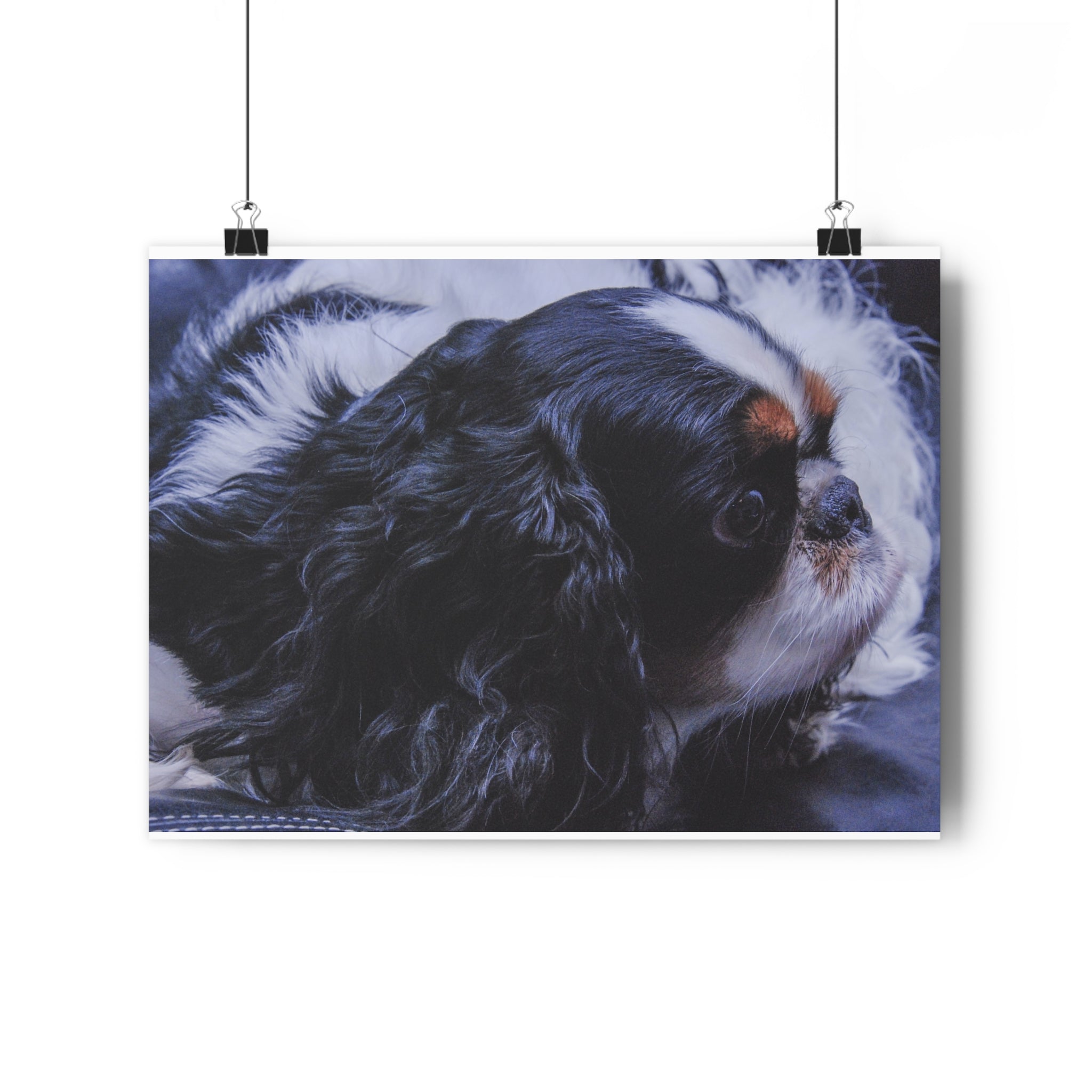 Tri-Color King Charles Spaniel / English Toy Spaniel Giclée Art Print — Fine Art Dog Portrait by autistic photographer
