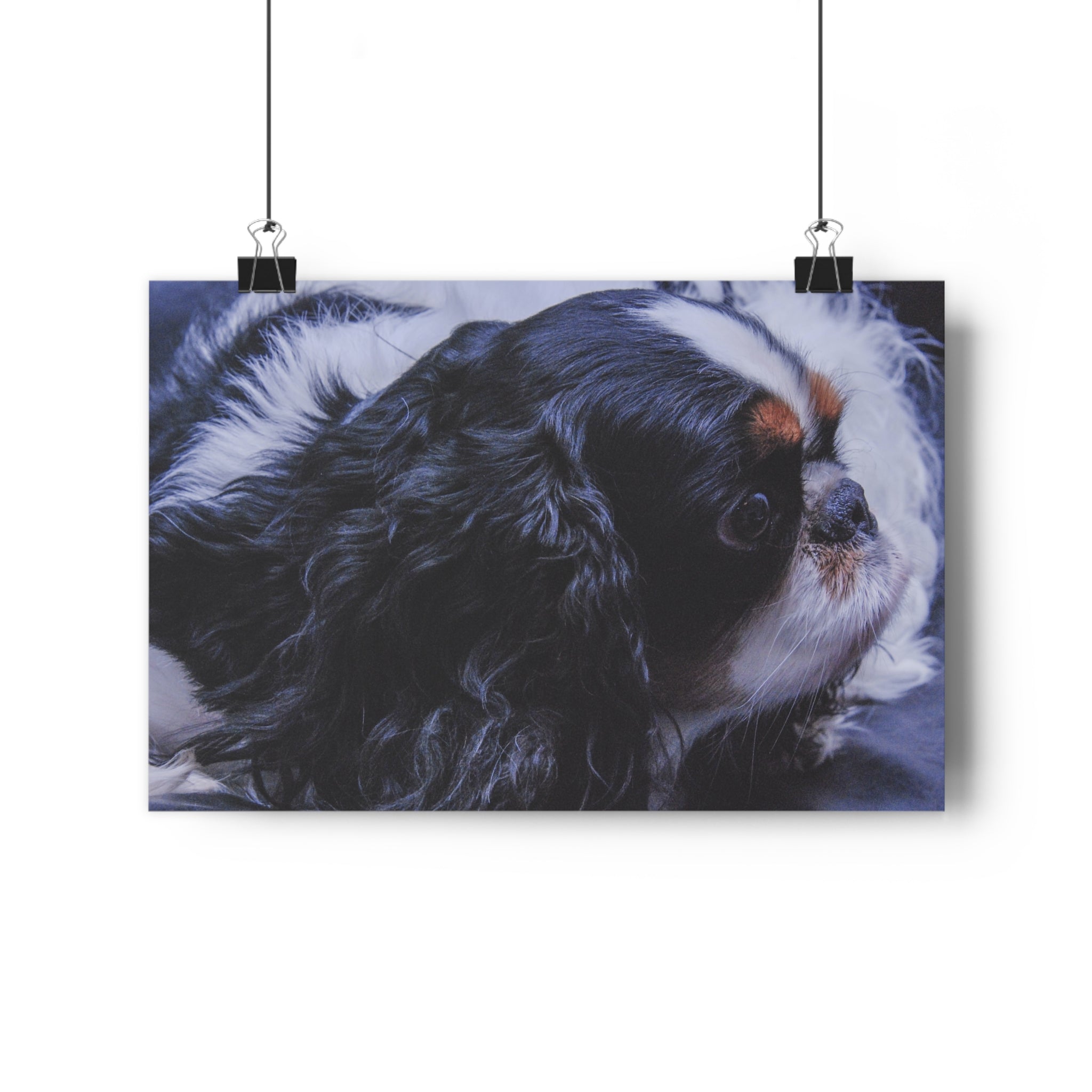 Tri-Color King Charles Spaniel / English Toy Spaniel Giclée Art Print — Fine Art Dog Portrait by autistic photographer