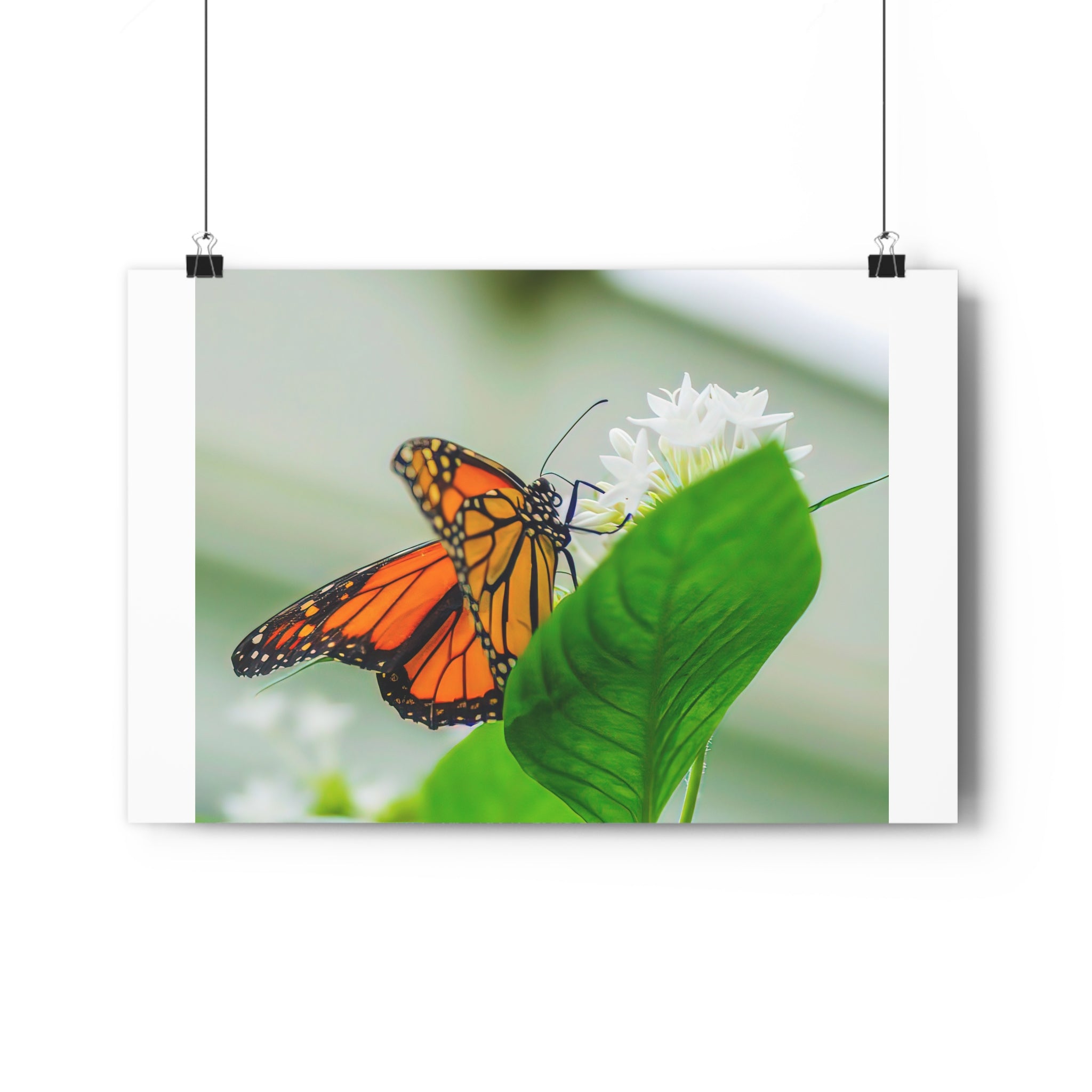 Monarch on White Blossoms — Giclée Art Print by autistic photographer at Phipps Conservatory