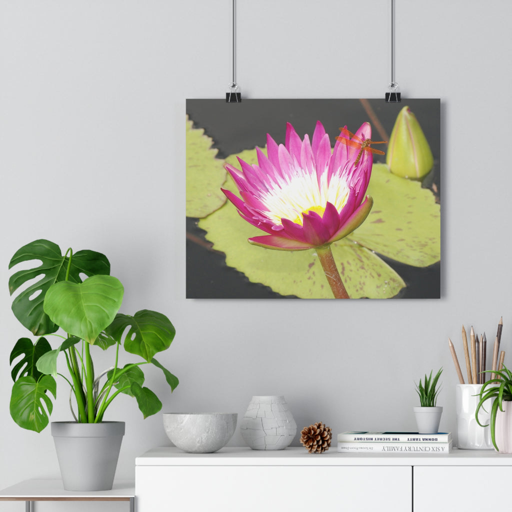 Water Lily & Dragonfly Giclée Art Print — 'Quiet Confidence' Museum-Quality Floral Photography