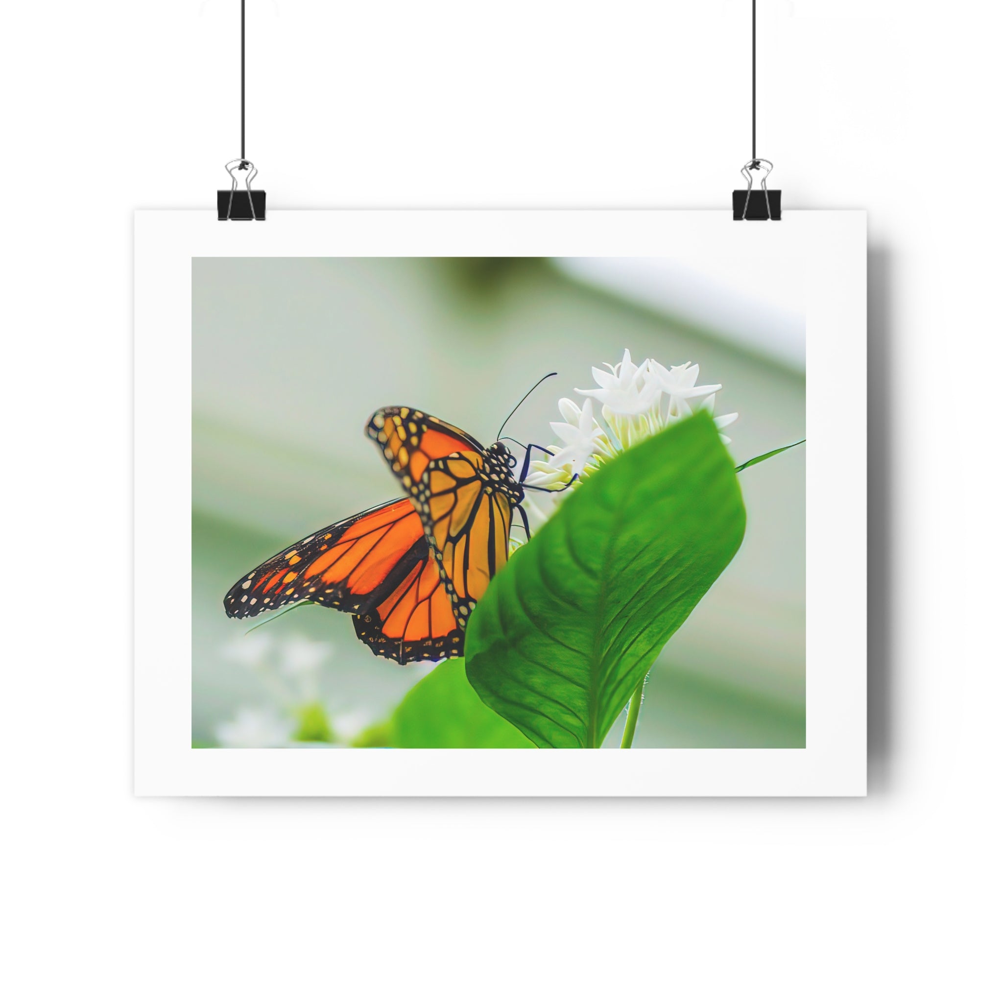 Monarch on White Blossoms — Giclée Art Print by autistic photographer at Phipps Conservatory