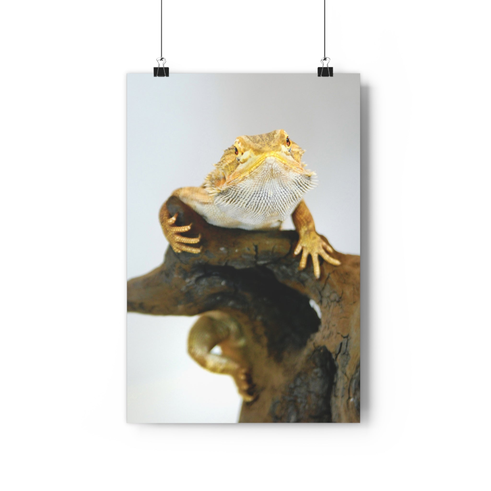 Bearded Dragon Giclée Art Print — Museum-Grade Reptile Wall Art by autistic photographer