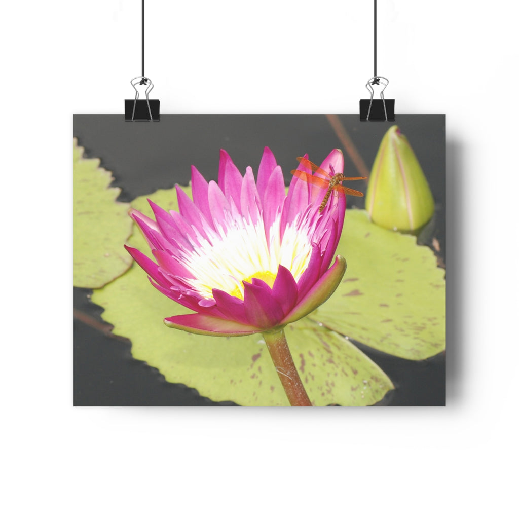 Water Lily & Dragonfly Giclée Art Print — 'Quiet Confidence' Museum-Quality Floral Photography