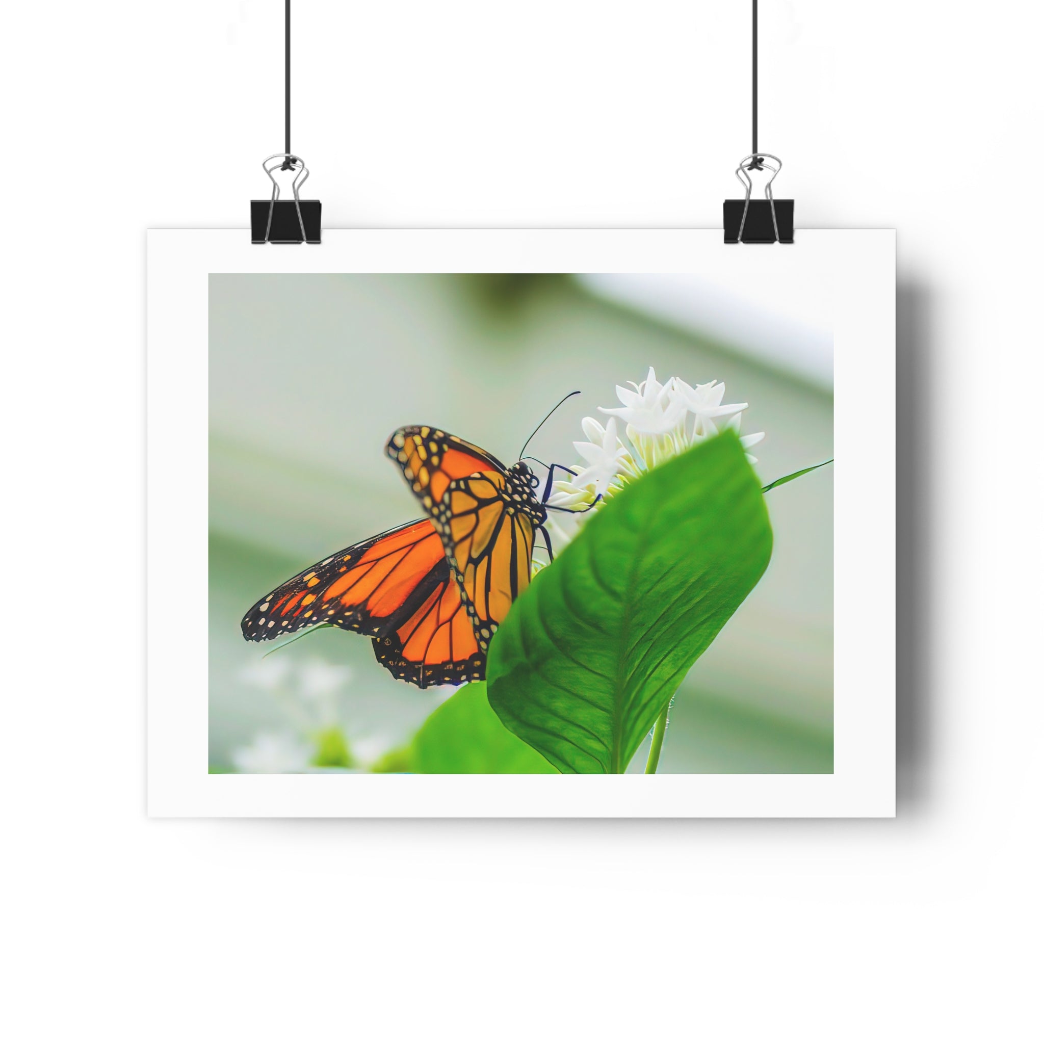 Monarch on White Blossoms — Giclée Art Print by autistic photographer at Phipps Conservatory