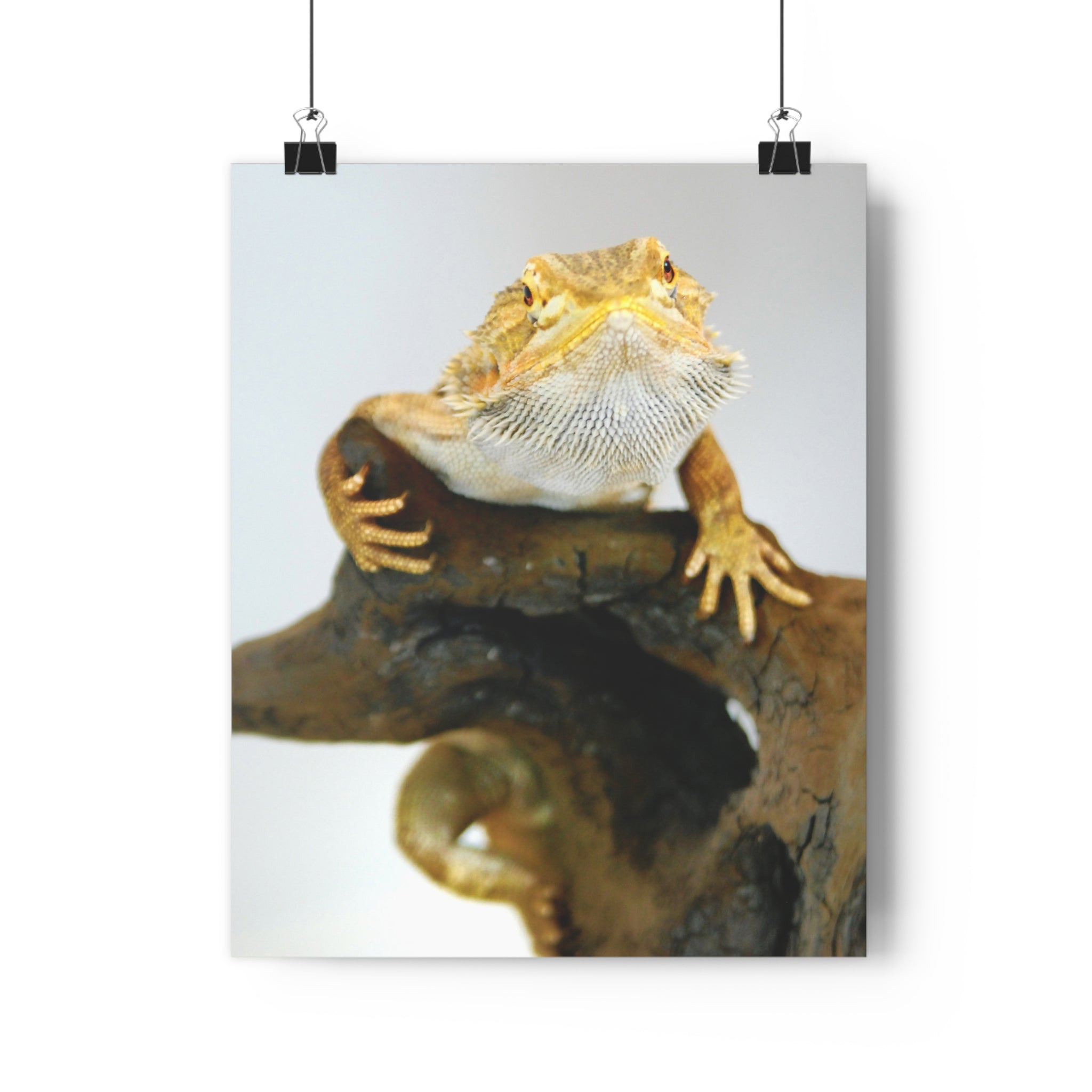 Bearded Dragon Giclée Art Print — Museum-Grade Reptile Wall Art by autistic photographer