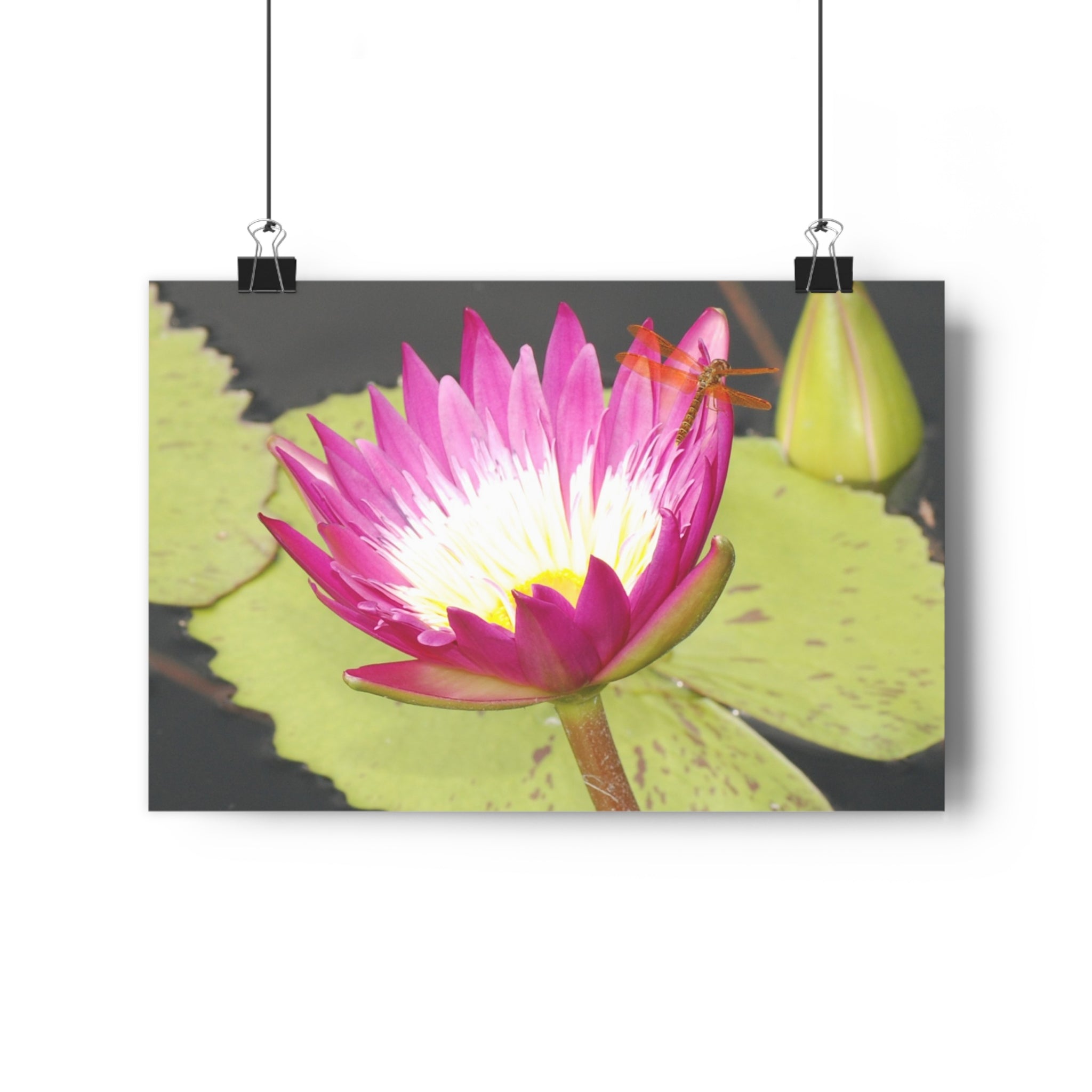 Water Lily & Dragonfly Giclée Art Print — 'Quiet Confidence' Museum-Quality Floral Photography