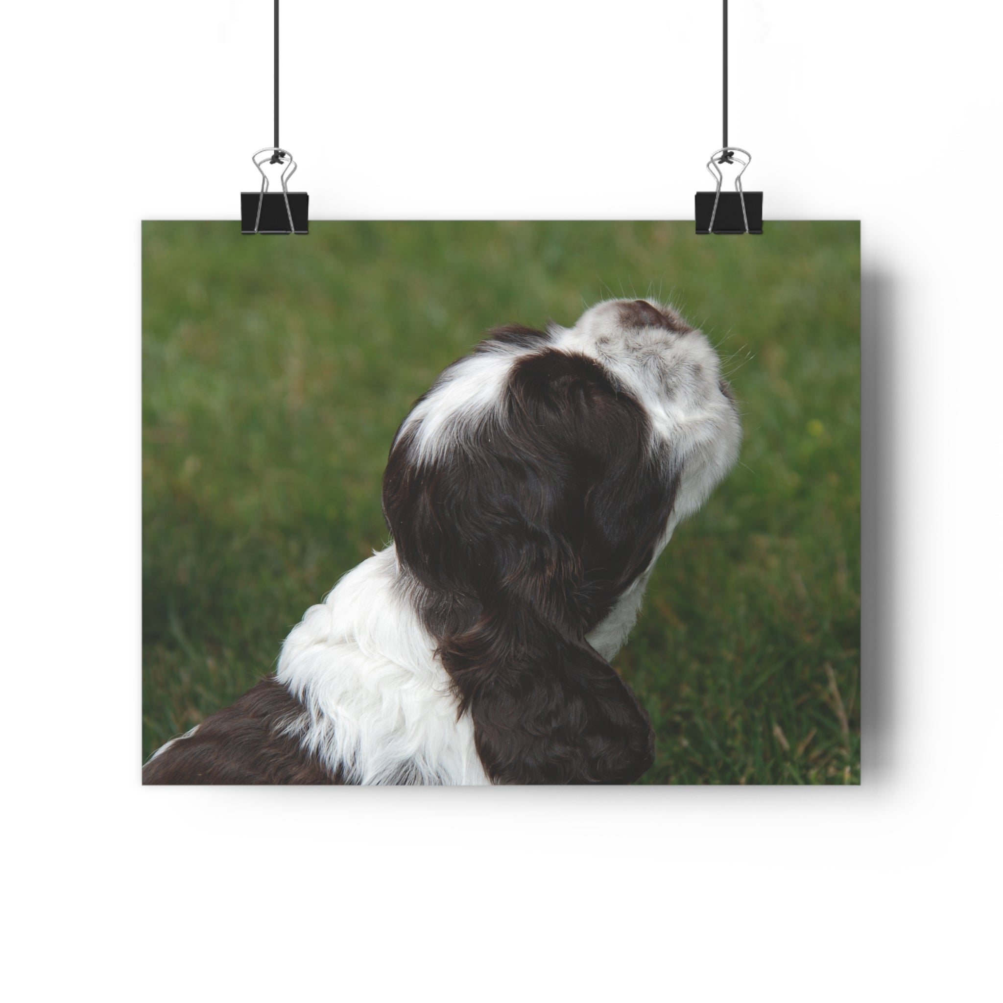 Cocker Spaniel Puppy Giclée Art Print – Looking Up Puppy Photo Wall Art by autistic photographer
