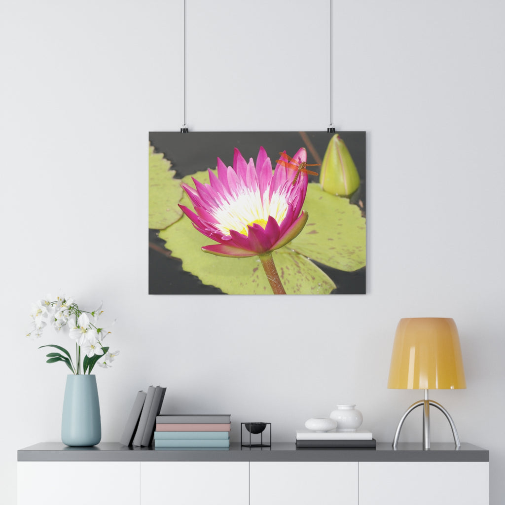 Water Lily & Dragonfly Giclée Art Print — 'Quiet Confidence' Museum-Quality Floral Photography