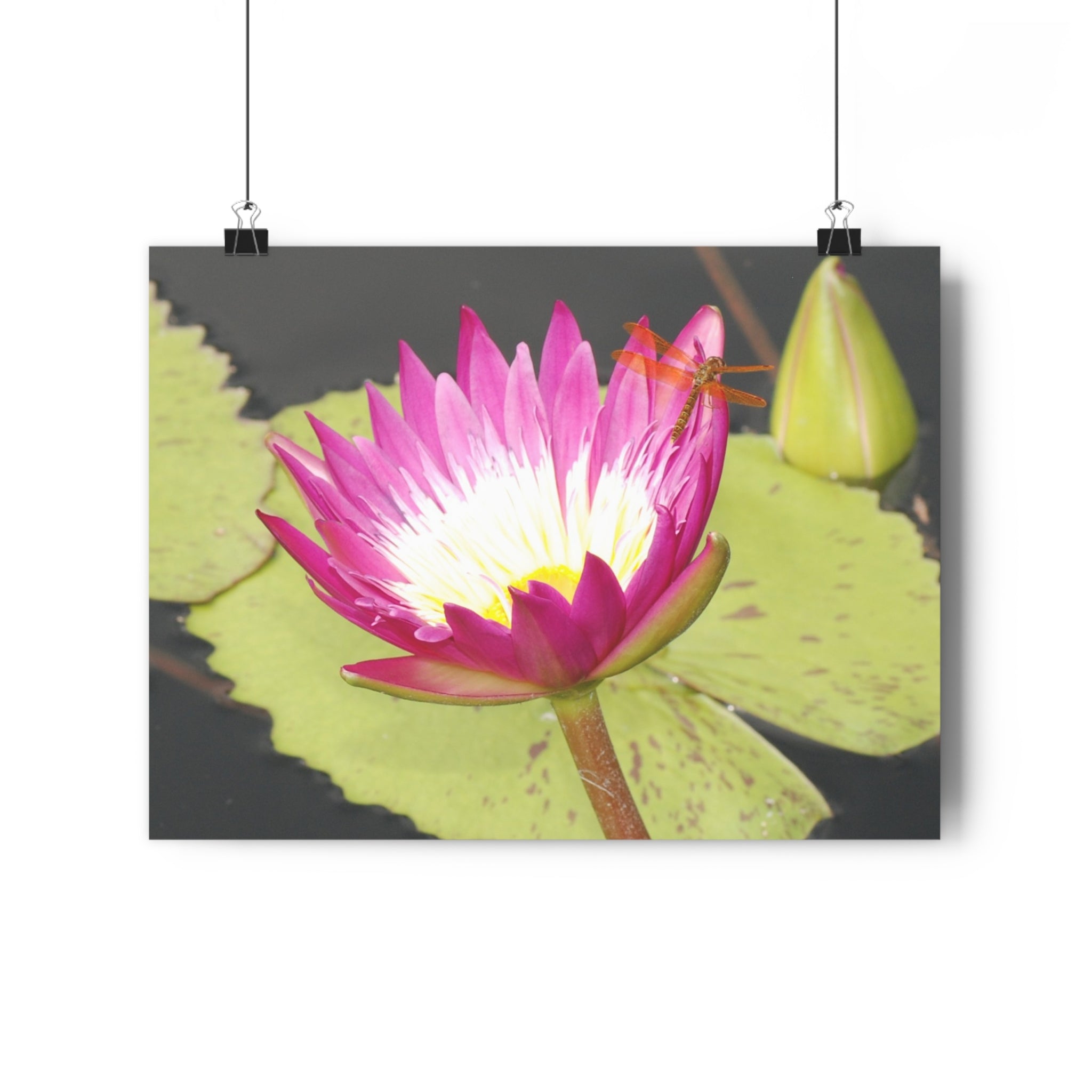 Water Lily & Dragonfly Giclée Art Print — 'Quiet Confidence' Museum-Quality Floral Photography