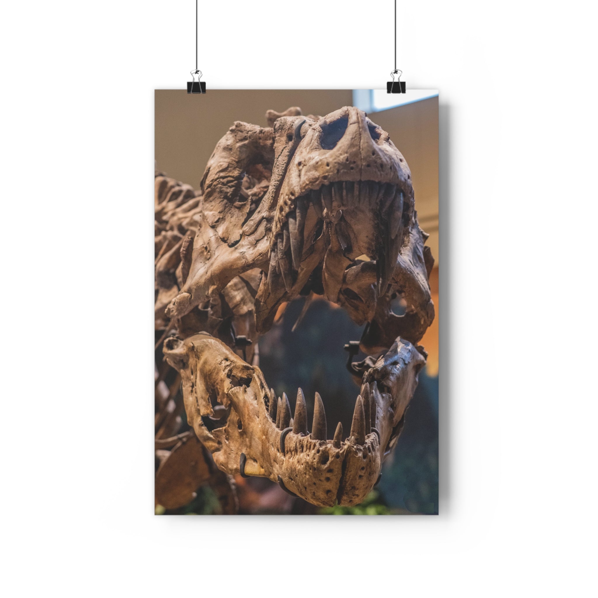 Tyrannosaurus Rex Skull Giclée Art Print — High-Angle Prehistoric Fossil Wall Art by autistic photographer at Carnegie Museum of Natural History, Pittsburgh, Pennsylvania