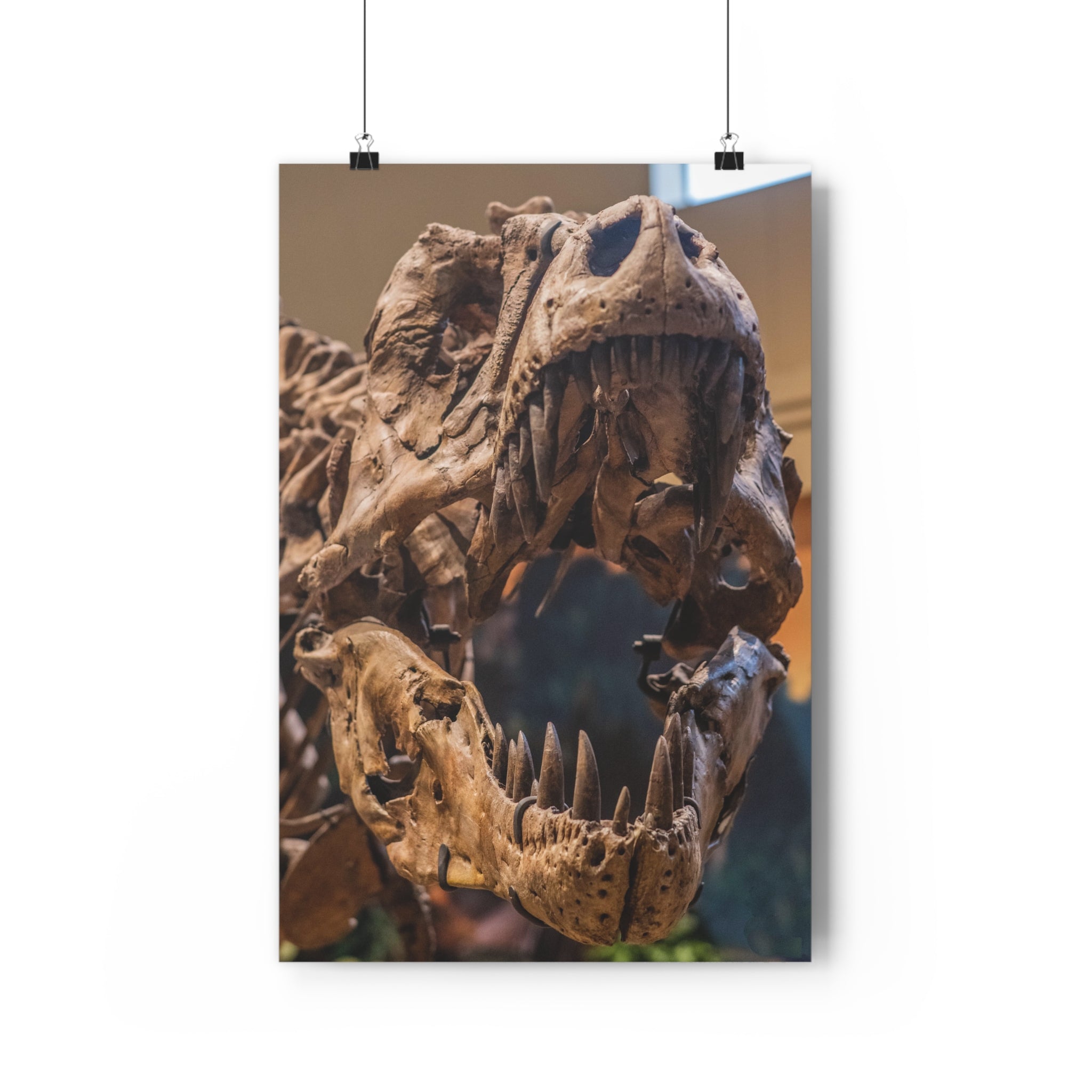 Tyrannosaurus Rex Skull Giclée Art Print — High-Angle Prehistoric Fossil Wall Art by autistic photographer at Carnegie Museum of Natural History, Pittsburgh, Pennsylvania