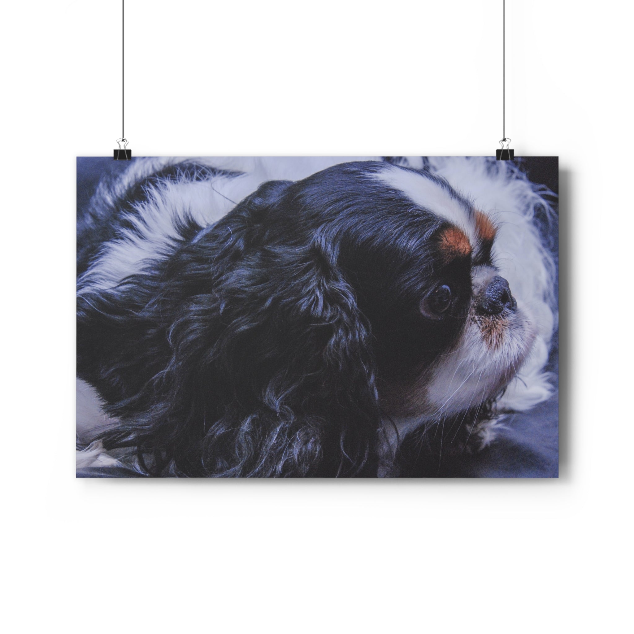 Tri-Color King Charles Spaniel / English Toy Spaniel Giclée Art Print — Fine Art Dog Portrait by autistic photographer