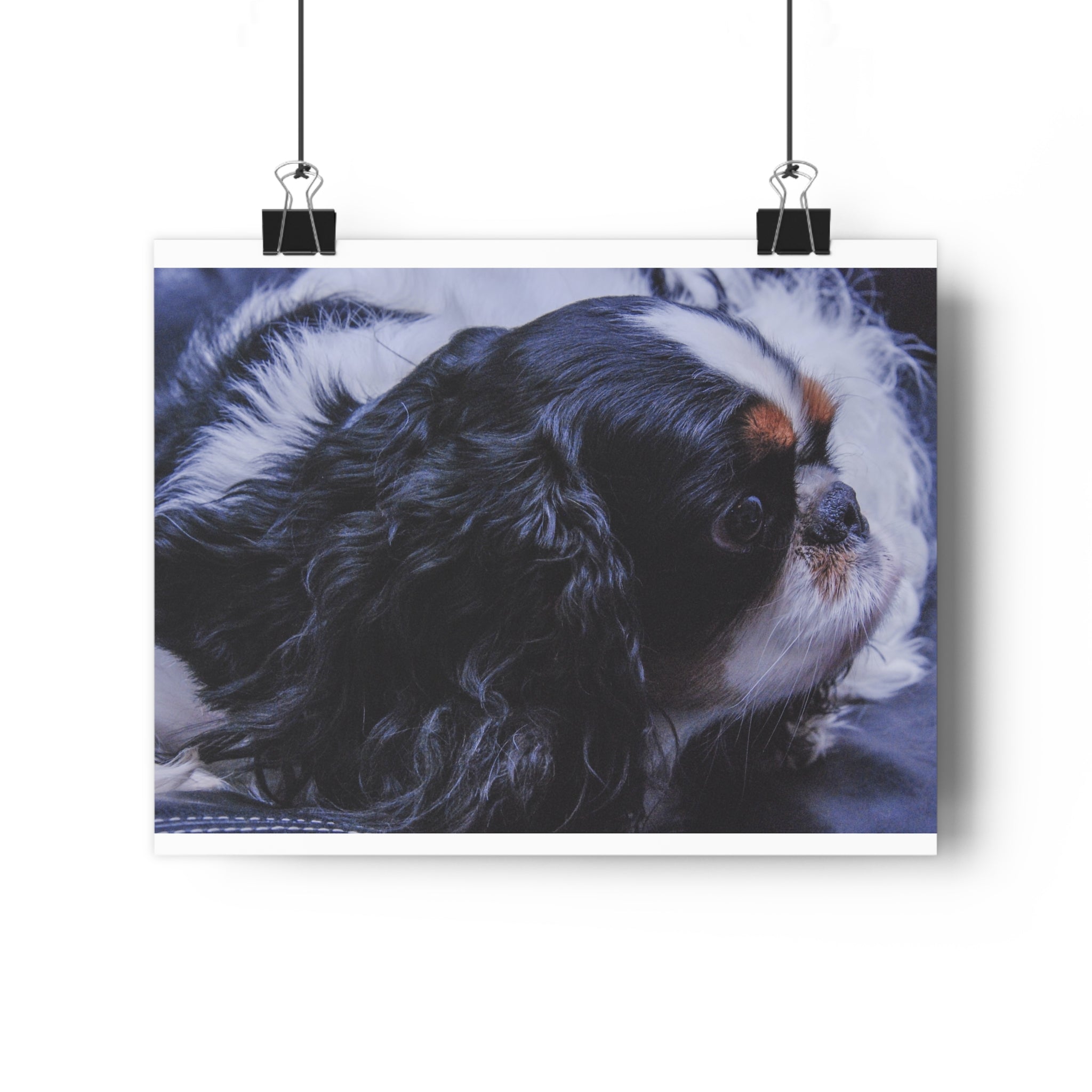 Tri-Color King Charles Spaniel / English Toy Spaniel Giclée Art Print — Fine Art Dog Portrait by autistic photographer