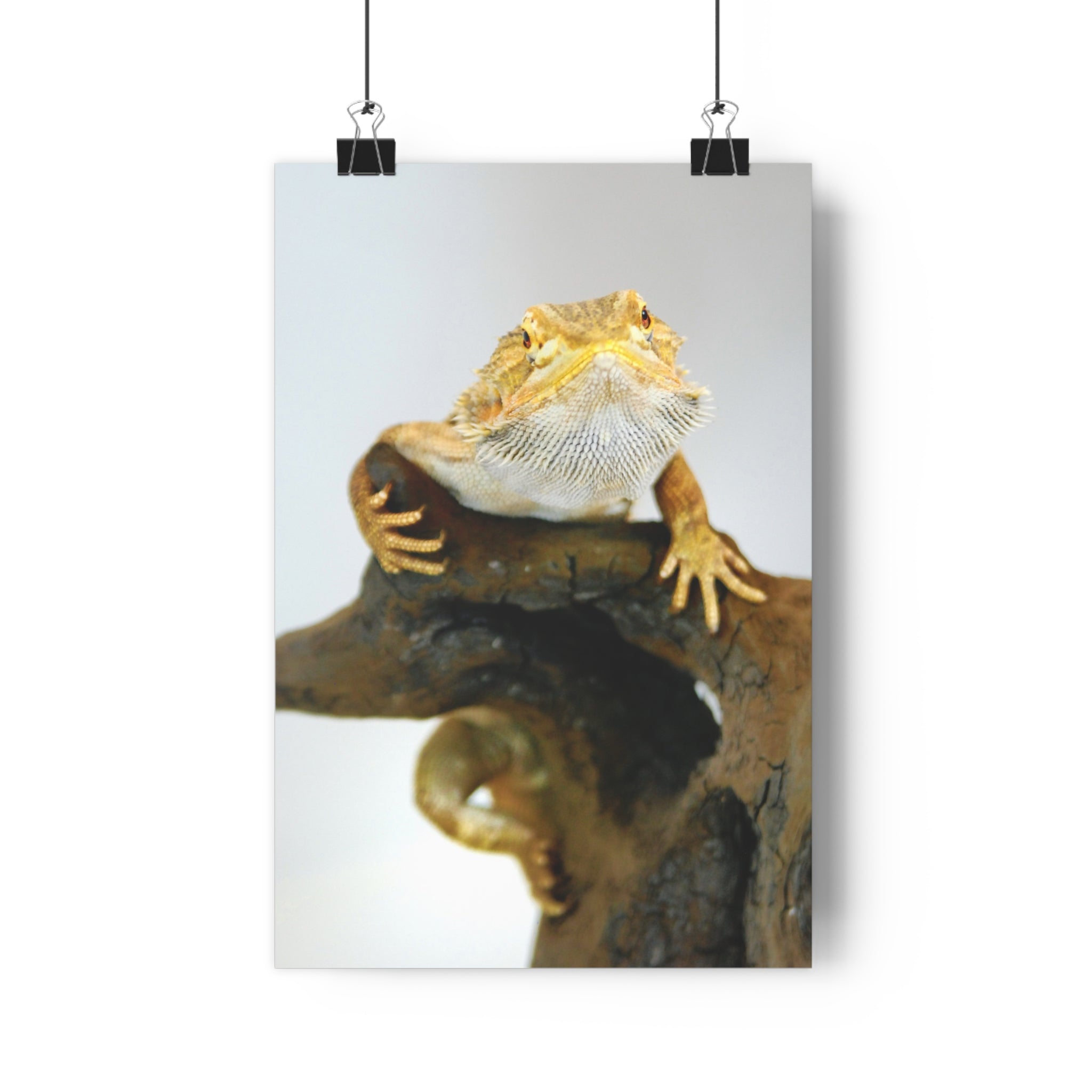 Bearded Dragon Giclée Art Print — Museum-Grade Reptile Wall Art by autistic photographer