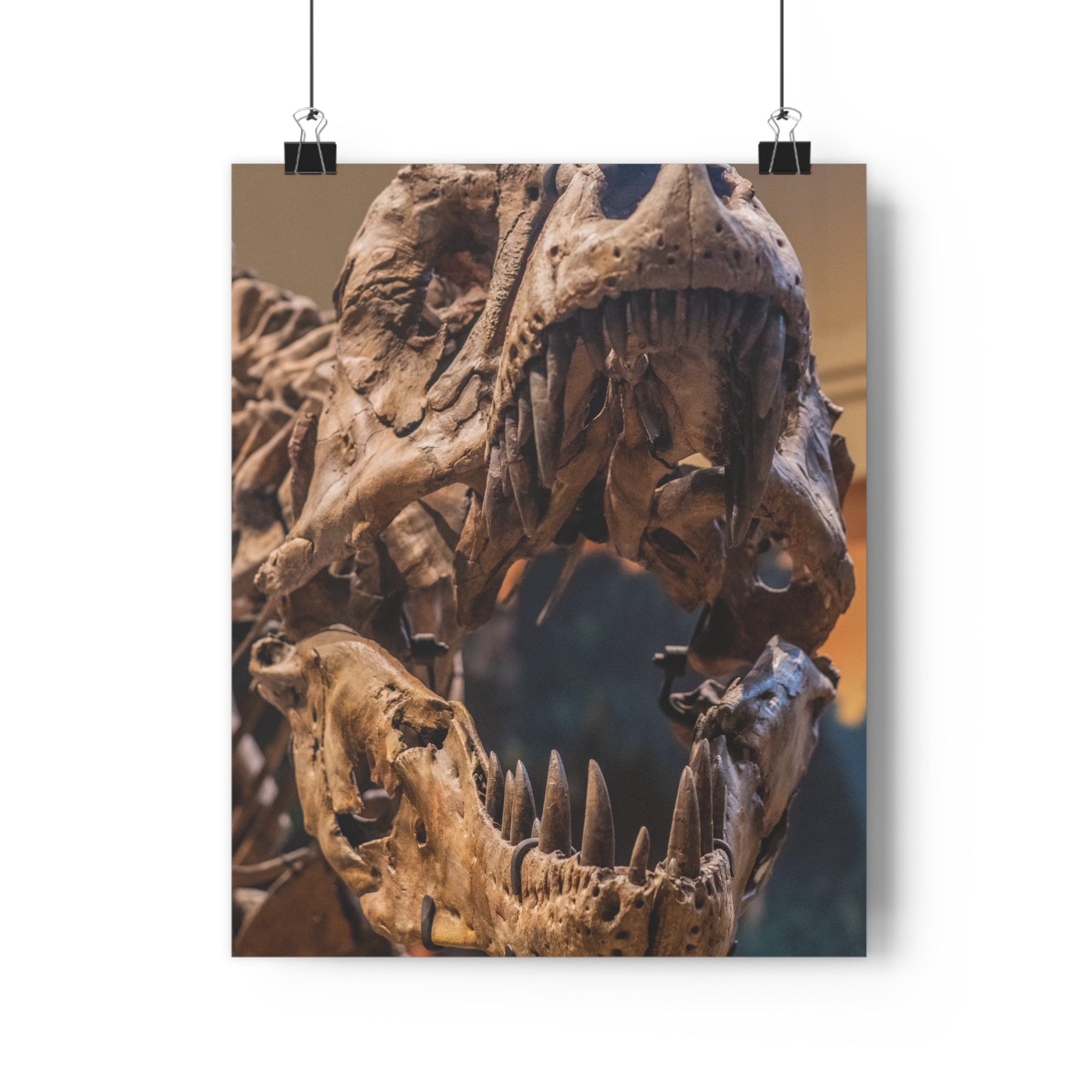 Tyrannosaurus Rex Skull Giclée Art Print — High-Angle Prehistoric Fossil Wall Art by autistic photographer at Carnegie Museum of Natural History, Pittsburgh, Pennsylvania