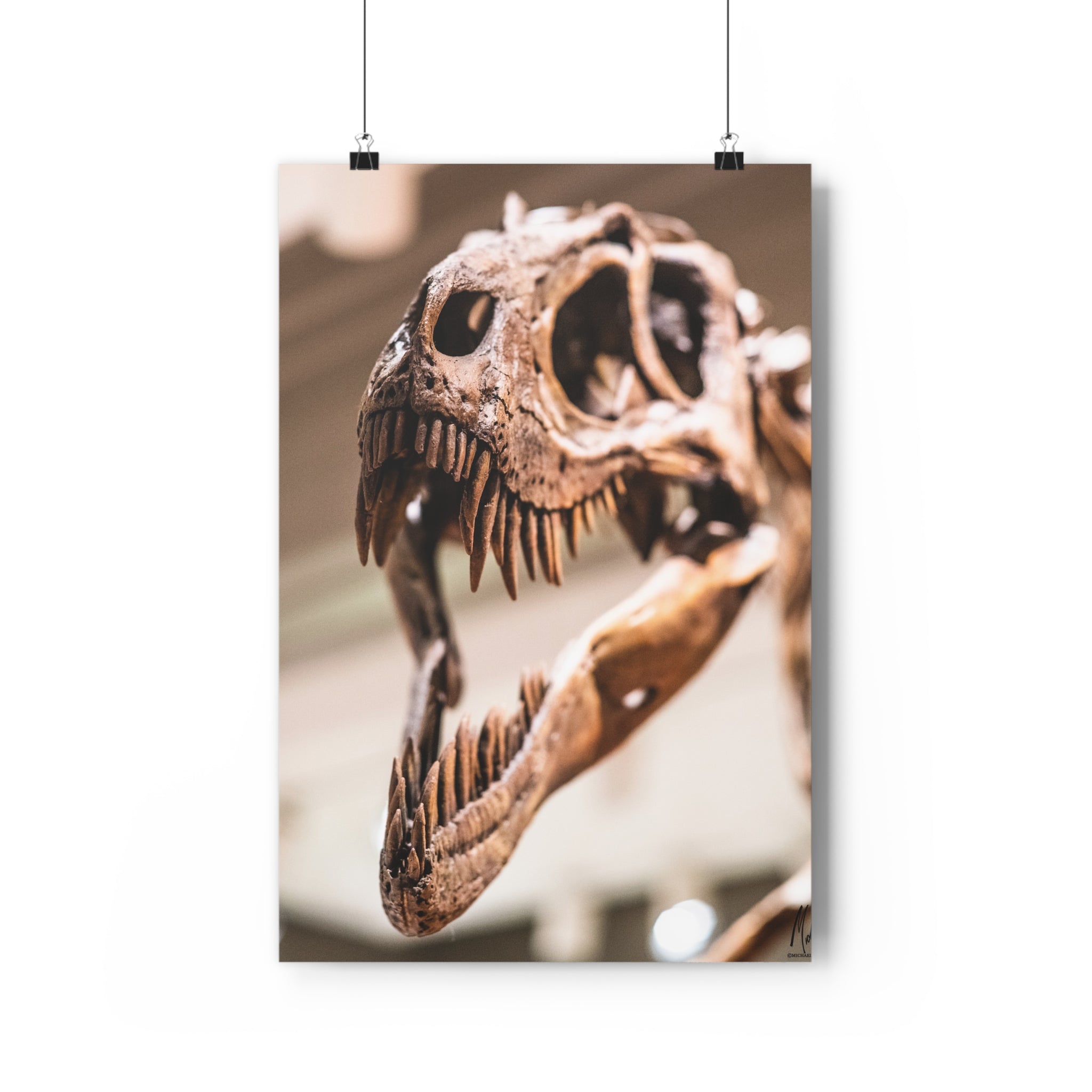 Allosaurus Skull Giclée Art Print — High-Angle Prehistoric Fossil Wall Art by autistic photographer at Carnegie Museum of Natural History, Pittsburgh, Pennsylvania