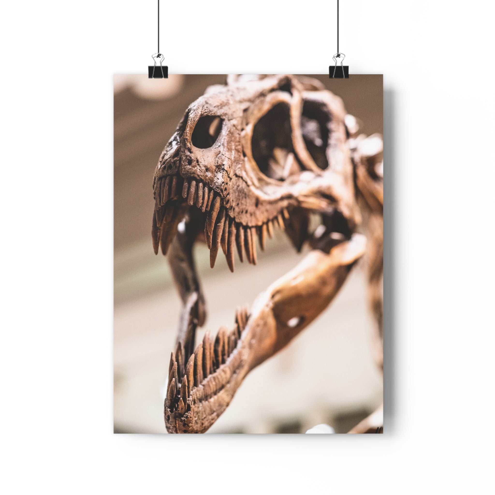 Allosaurus Skull Giclée Art Print — High-Angle Prehistoric Fossil Wall Art by autistic photographer at Carnegie Museum of Natural History, Pittsburgh, Pennsylvania