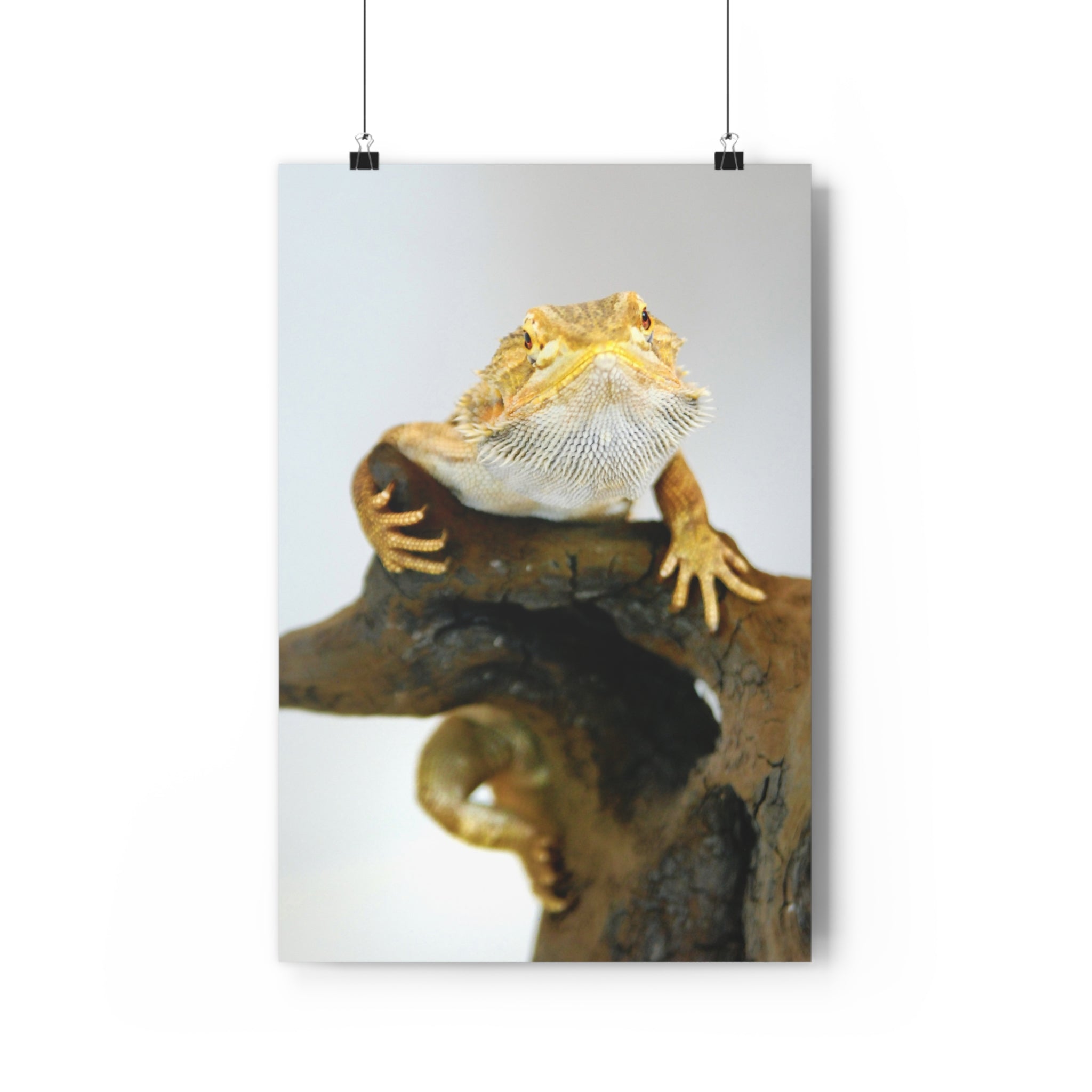 Bearded Dragon Giclée Art Print — Museum-Grade Reptile Wall Art by autistic photographer