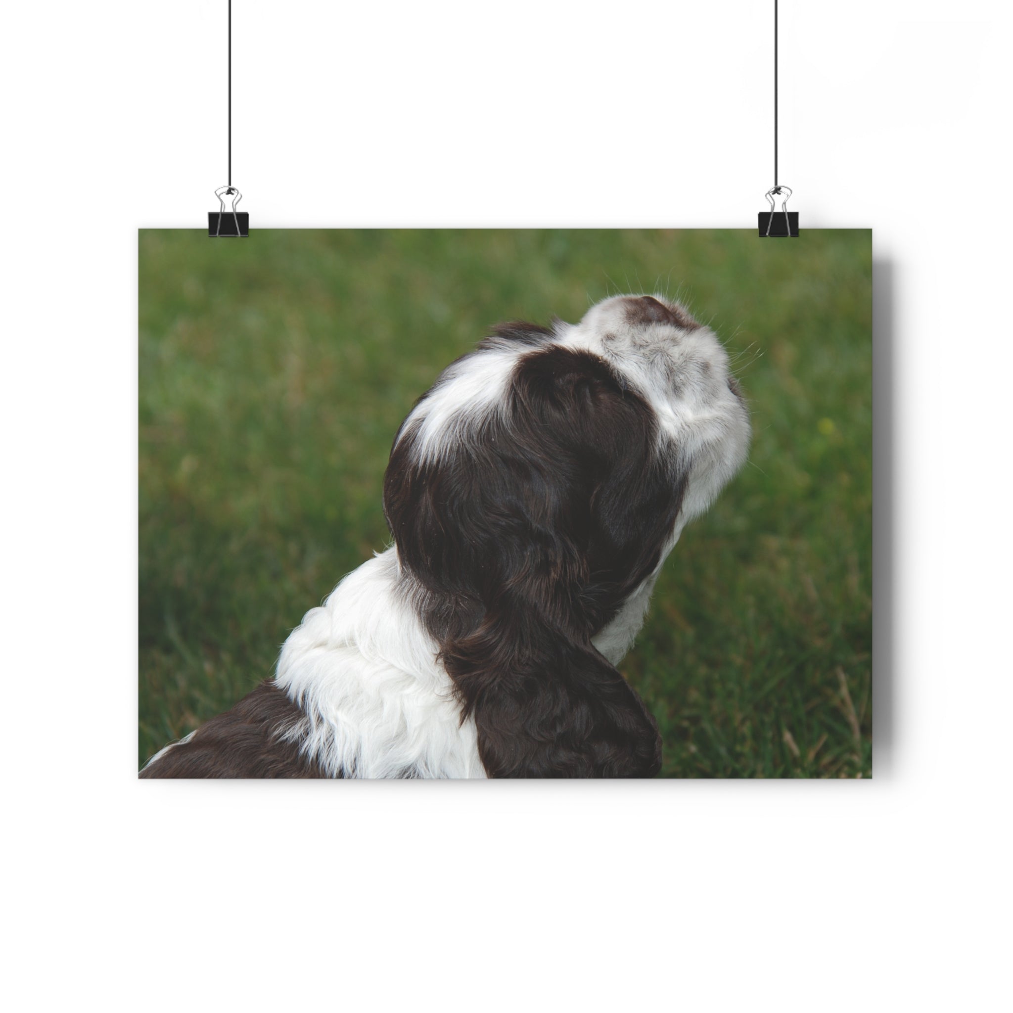 Cocker Spaniel Puppy Giclée Art Print – Looking Up Puppy Photo Wall Art by autistic photographer