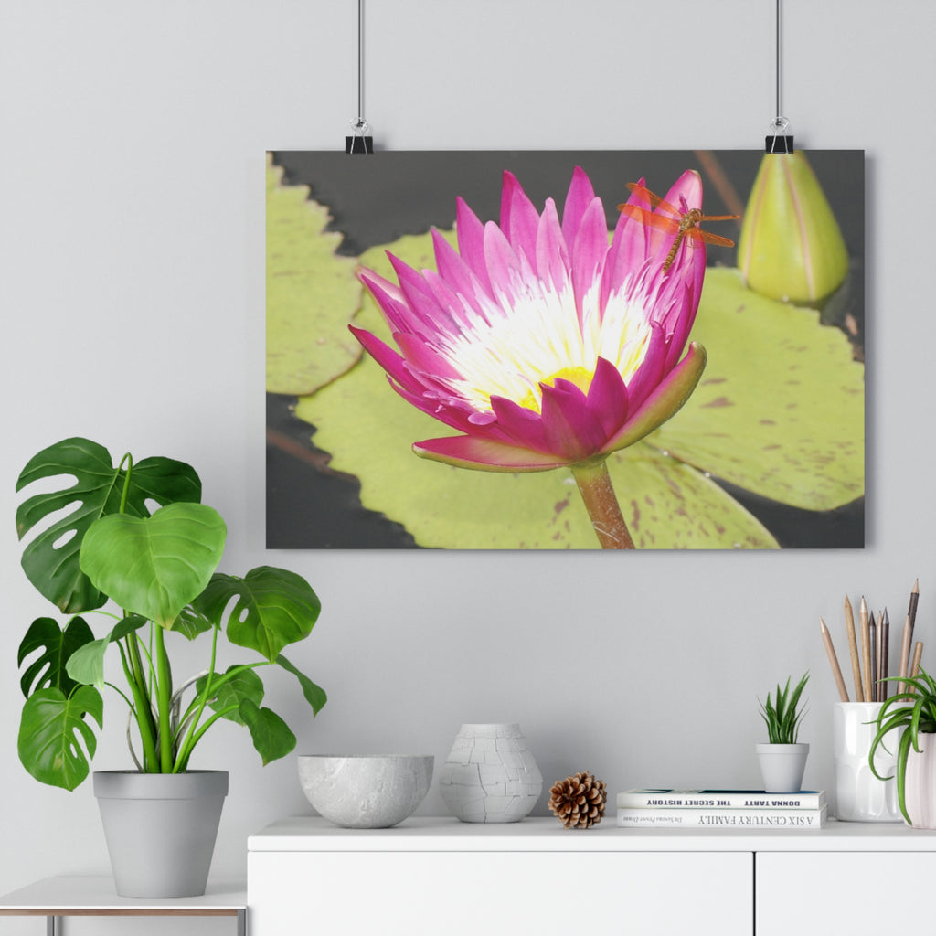 Water Lily & Dragonfly Giclée Art Print — 'Quiet Confidence' Museum-Quality Floral Photography