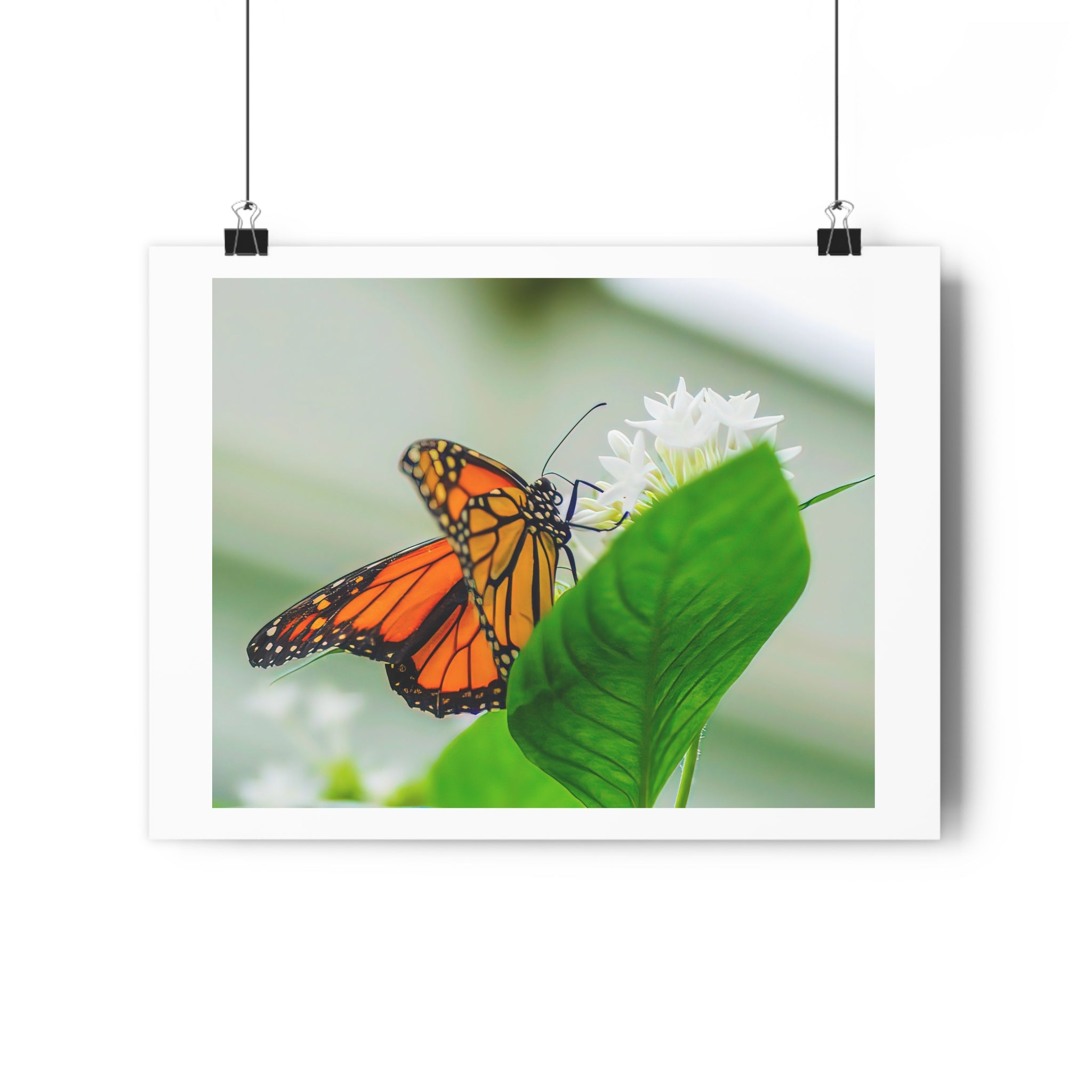 Monarch on White Blossoms — Giclée Art Print by autistic photographer at Phipps Conservatory