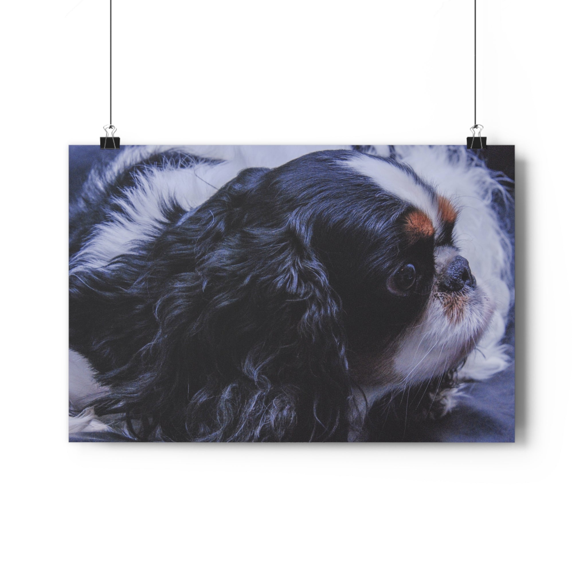 Tri-Color King Charles Spaniel / English Toy Spaniel Giclée Art Print — Fine Art Dog Portrait by autistic photographer