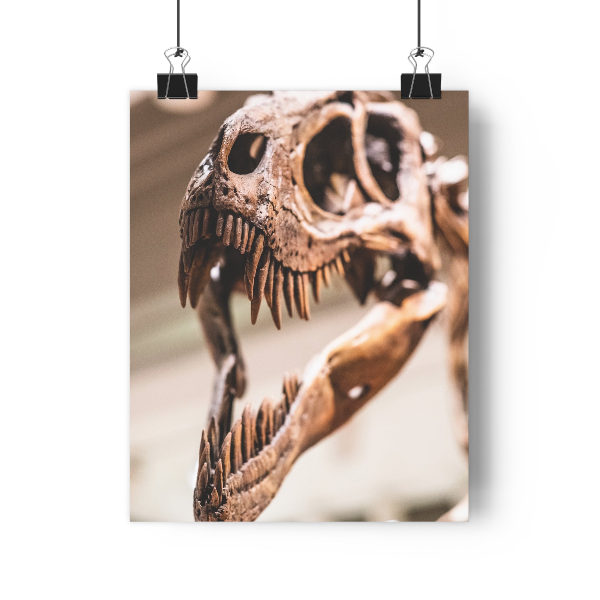 Allosaurus Skull Giclée Art Print — High-Angle Prehistoric Fossil Wall Art by autistic photographer at Carnegie Museum of Natural History, Pittsburgh, Pennsylvania