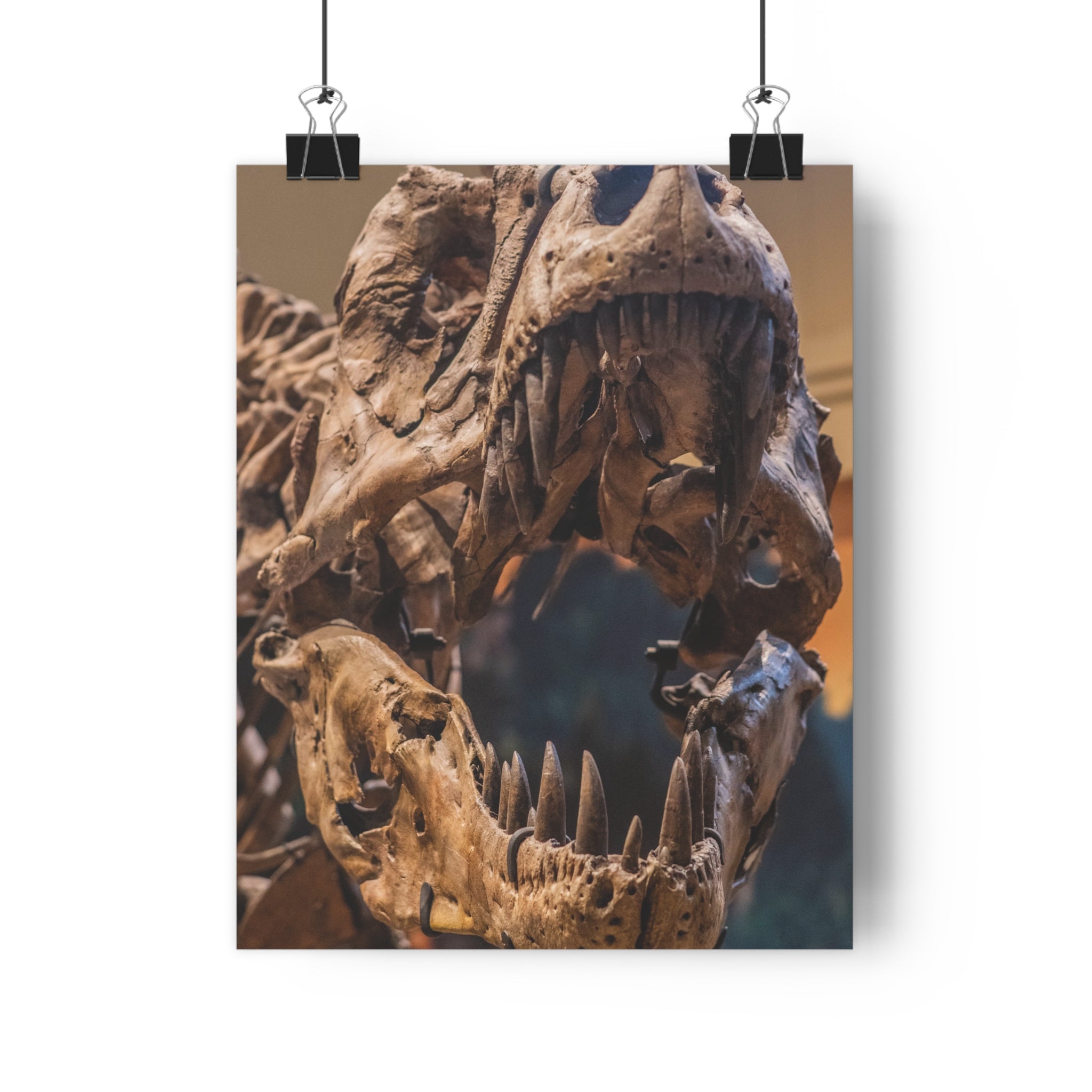 Tyrannosaurus Rex Skull Giclée Art Print — High-Angle Prehistoric Fossil Wall Art by autistic photographer at Carnegie Museum of Natural History, Pittsburgh, Pennsylvania