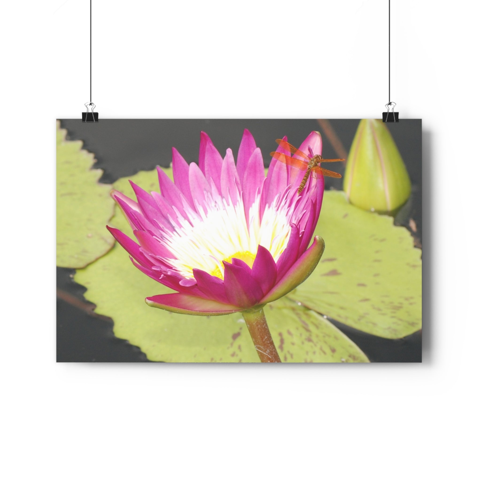 Water Lily & Dragonfly Giclée Art Print — 'Quiet Confidence' Museum-Quality Floral Photography