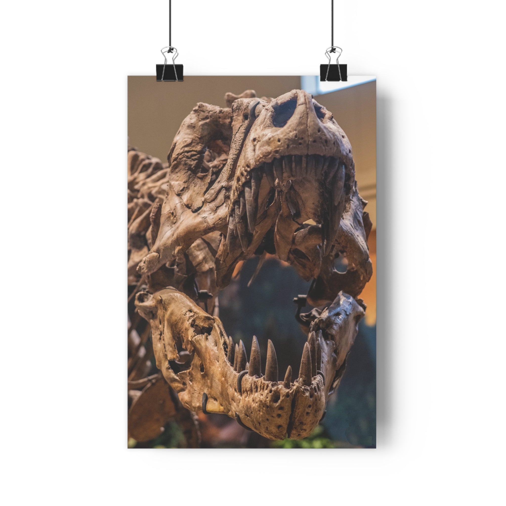 Tyrannosaurus Rex Skull Giclée Art Print — High-Angle Prehistoric Fossil Wall Art by autistic photographer at Carnegie Museum of Natural History, Pittsburgh, Pennsylvania