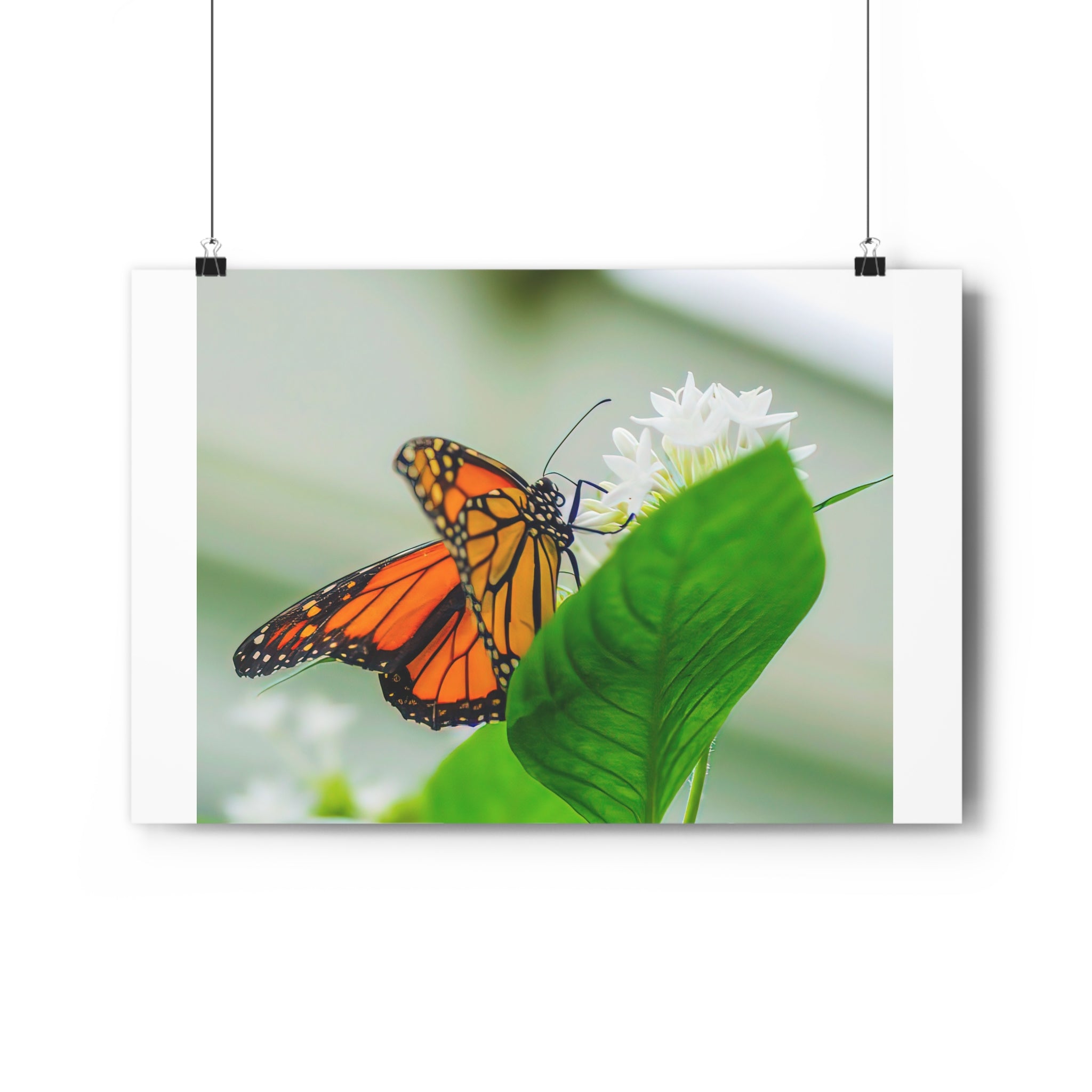 Monarch on White Blossoms — Giclée Art Print by autistic photographer at Phipps Conservatory