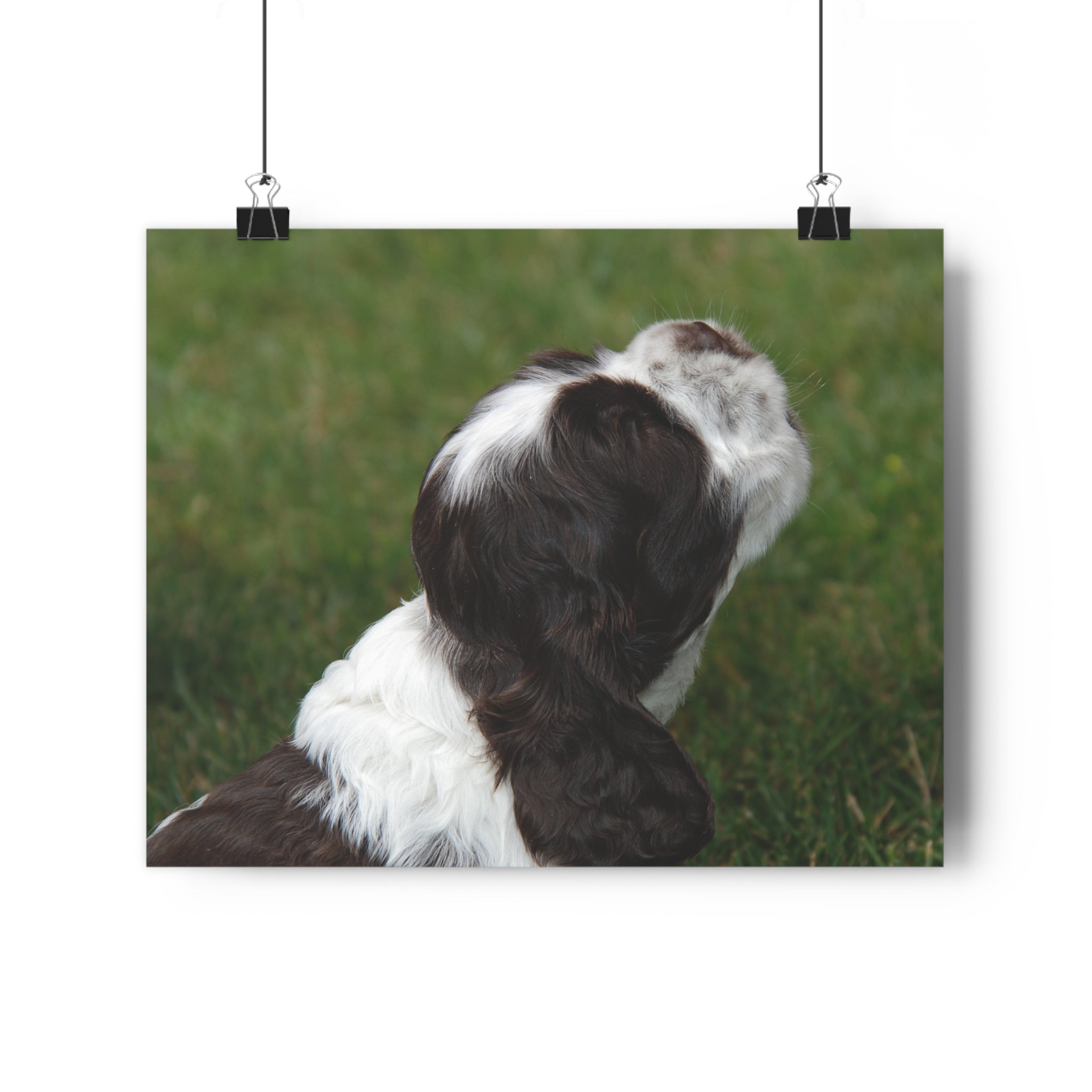 Cocker Spaniel Puppy Giclée Art Print – Looking Up Puppy Photo Wall Art by autistic photographer