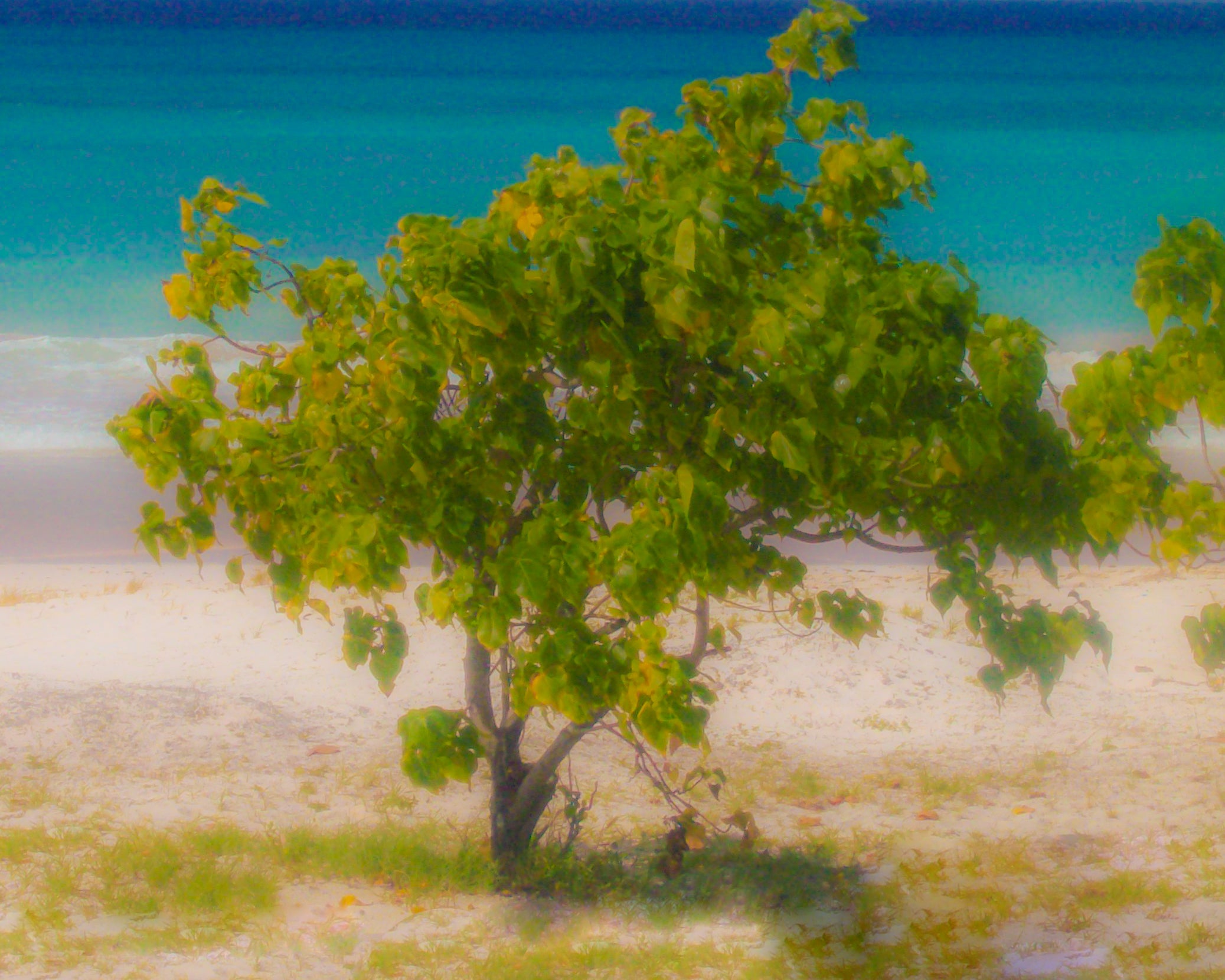 Seaside Lone Tree in Barbados Giclée Art Print — Coastal Beach Landscape Wall Art by autistic photographer